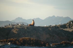 Photo: Stellar's Sea-lion on the rocks