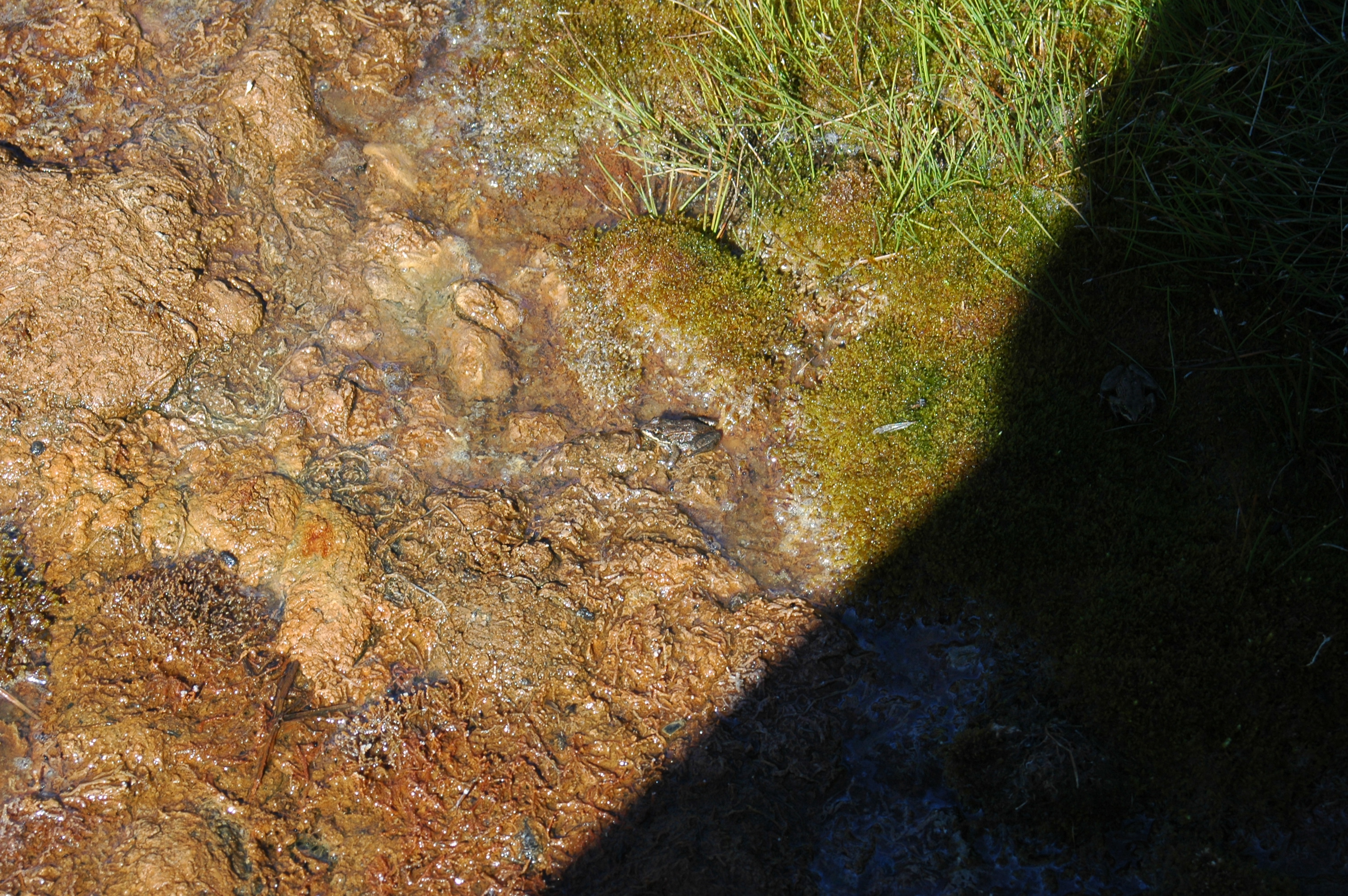 photos/wildlife/Amphibian_Species/Canadian_Frog_Sp/20070914-Canada-1.jpg