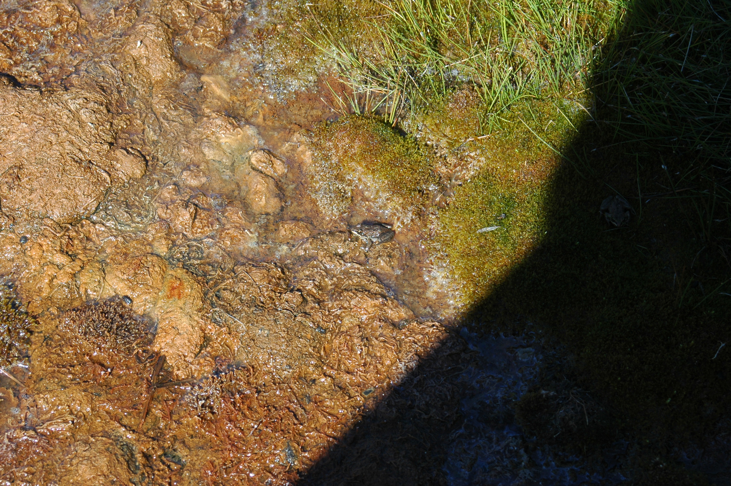 photos/wildlife/Amphibian_Species/Canadian_Frog_Sp/20070914-Canada-2.jpg