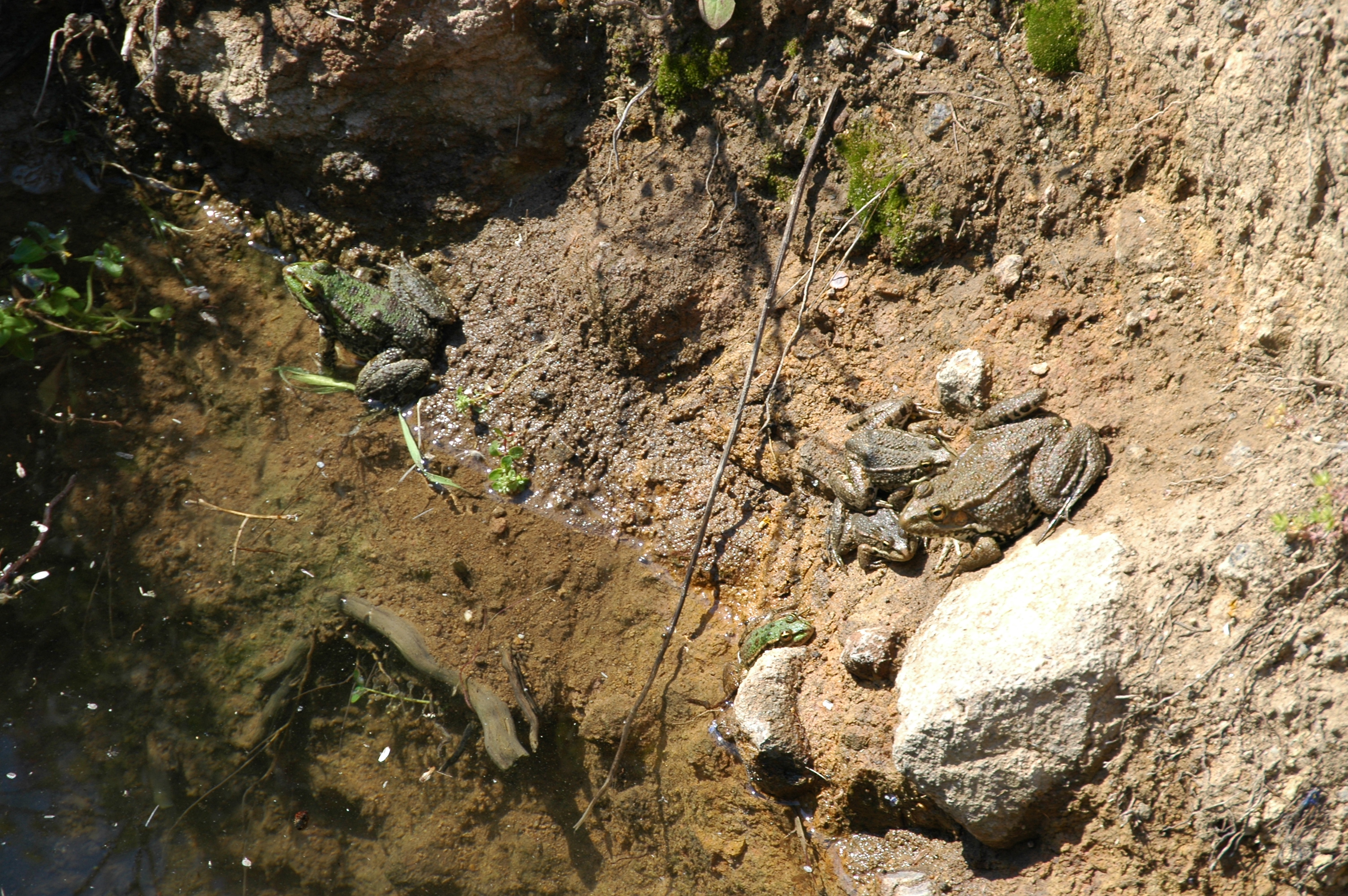 photos/wildlife/Amphibian_Species/European_Frog_Sp/20060426-Lesvos-01.jpg