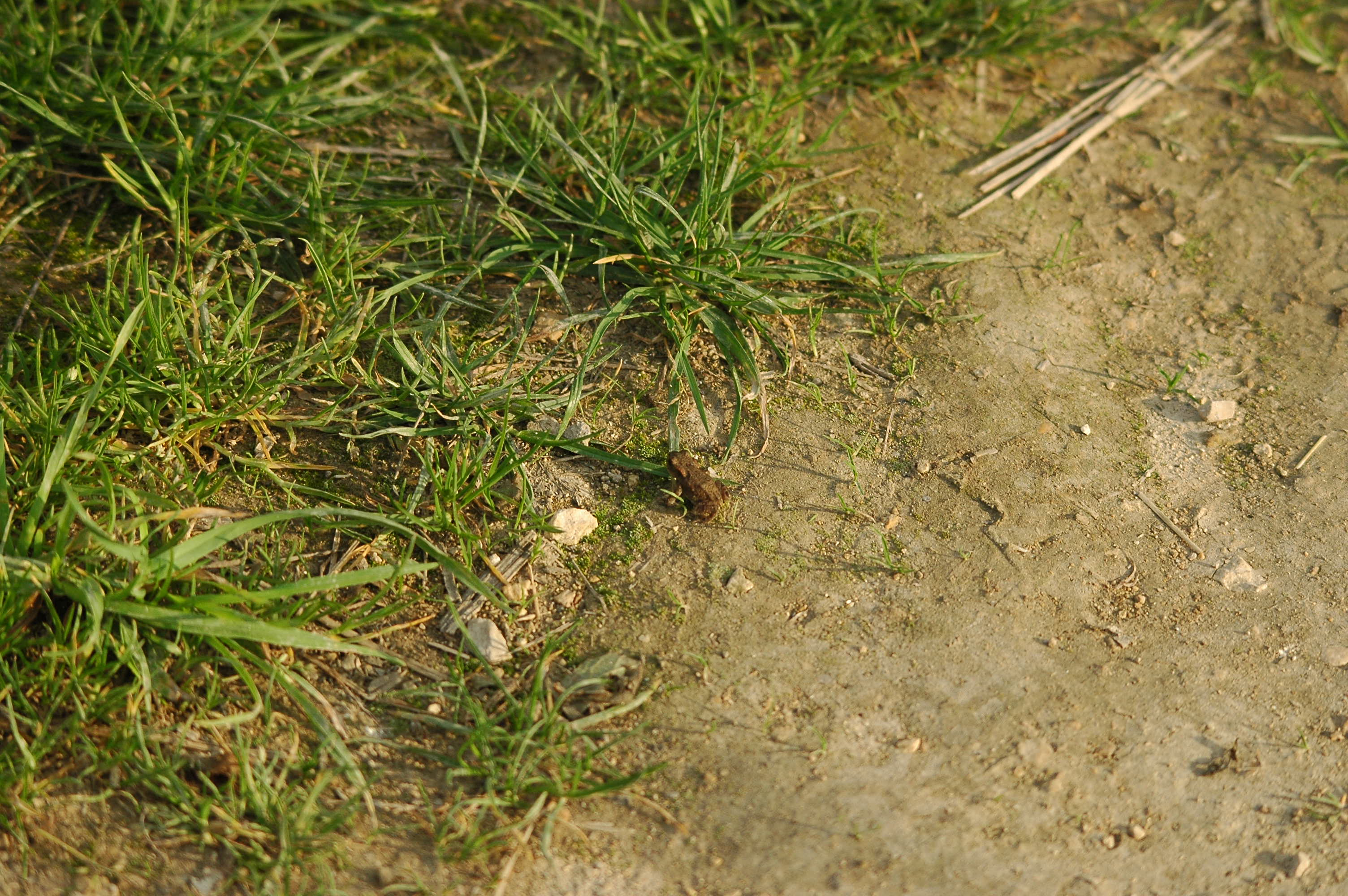 photos/wildlife/Amphibian_Species/European_Frog_Sp/dsc_2953.jpg