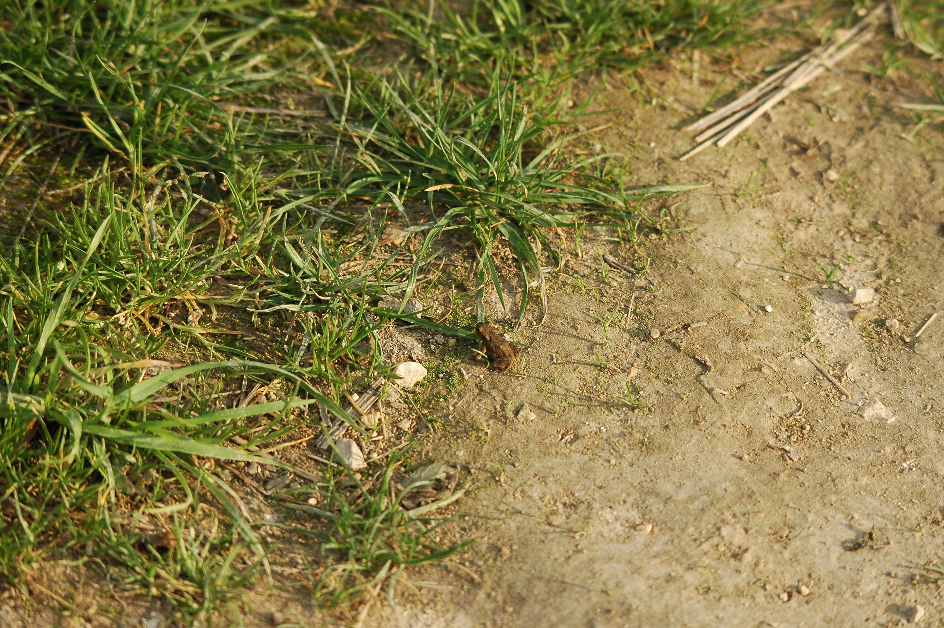 photos/wildlife/Amphibian_Species/European_Frog_Sp/dsc_2954.jpg