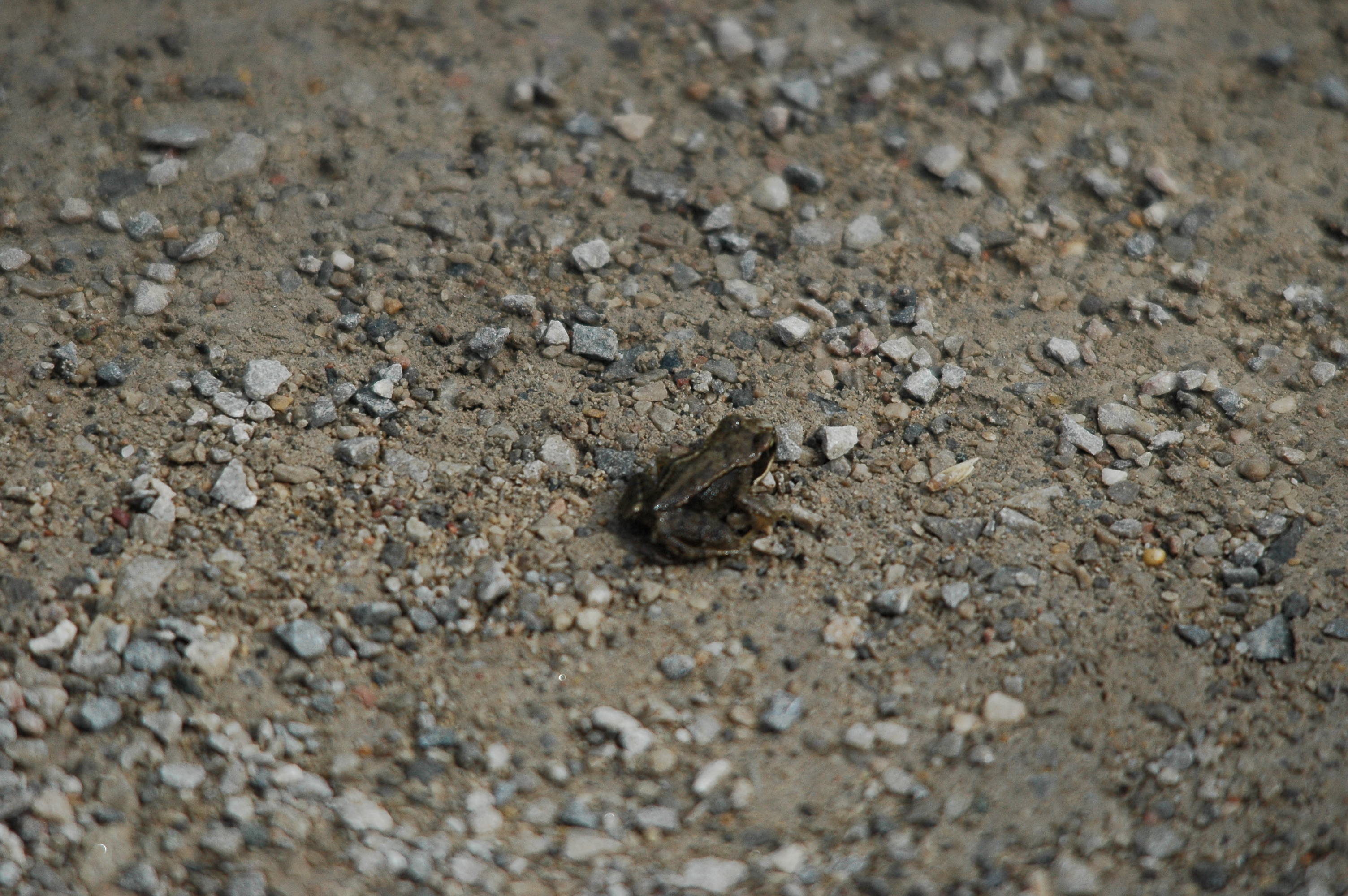 photos/wildlife/Amphibian_Species/European_Frog_Sp/dsc_2957.jpg
