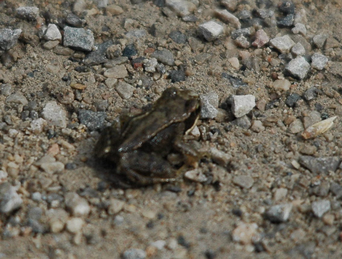 photos/wildlife/Amphibian_Species/European_Frog_Sp/dsc_2957_sm.jpeg
