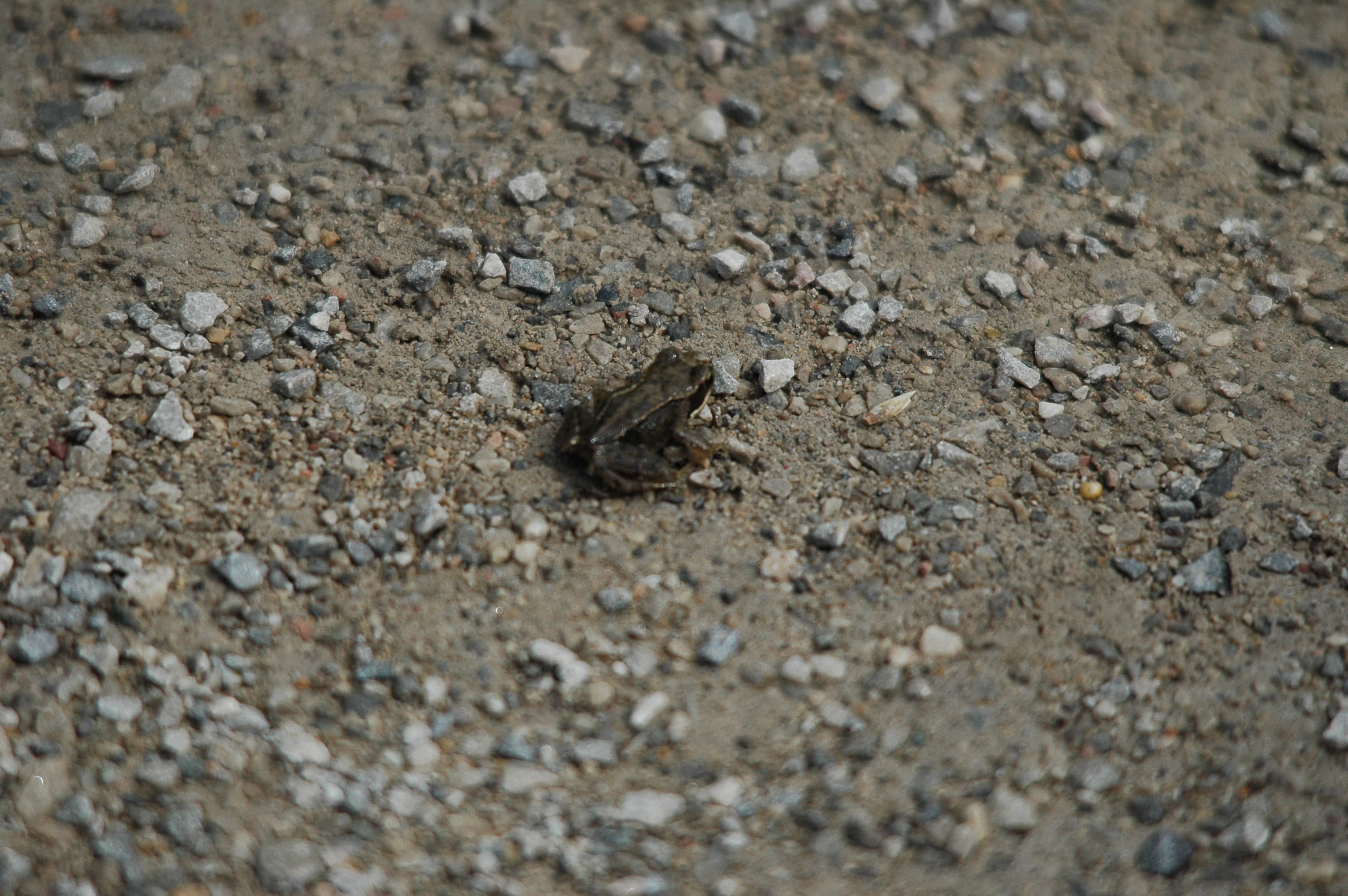 photos/wildlife/Amphibian_Species/European_Frog_Sp/dsc_2958.jpg