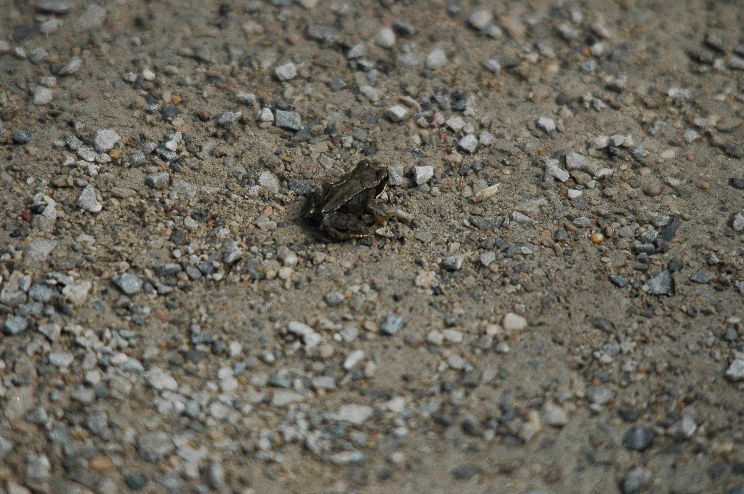 photos/wildlife/Amphibian_Species/European_Frog_Sp/dsc_2959.jpg