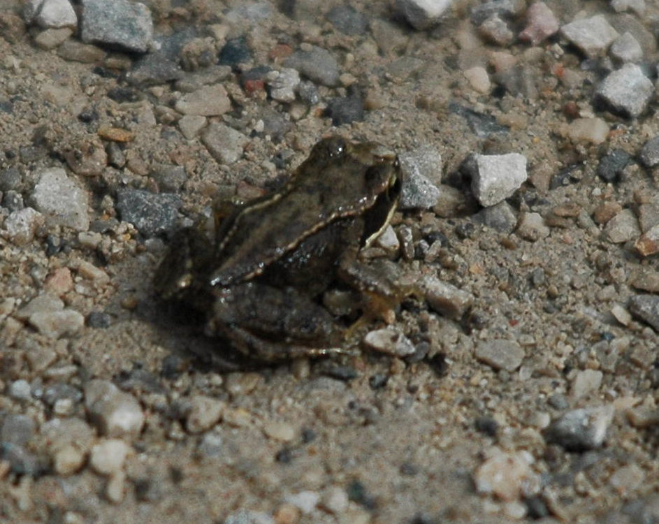 photos/wildlife/Amphibian_Species/European_Frog_Sp/dsc_2959_sm.jpeg