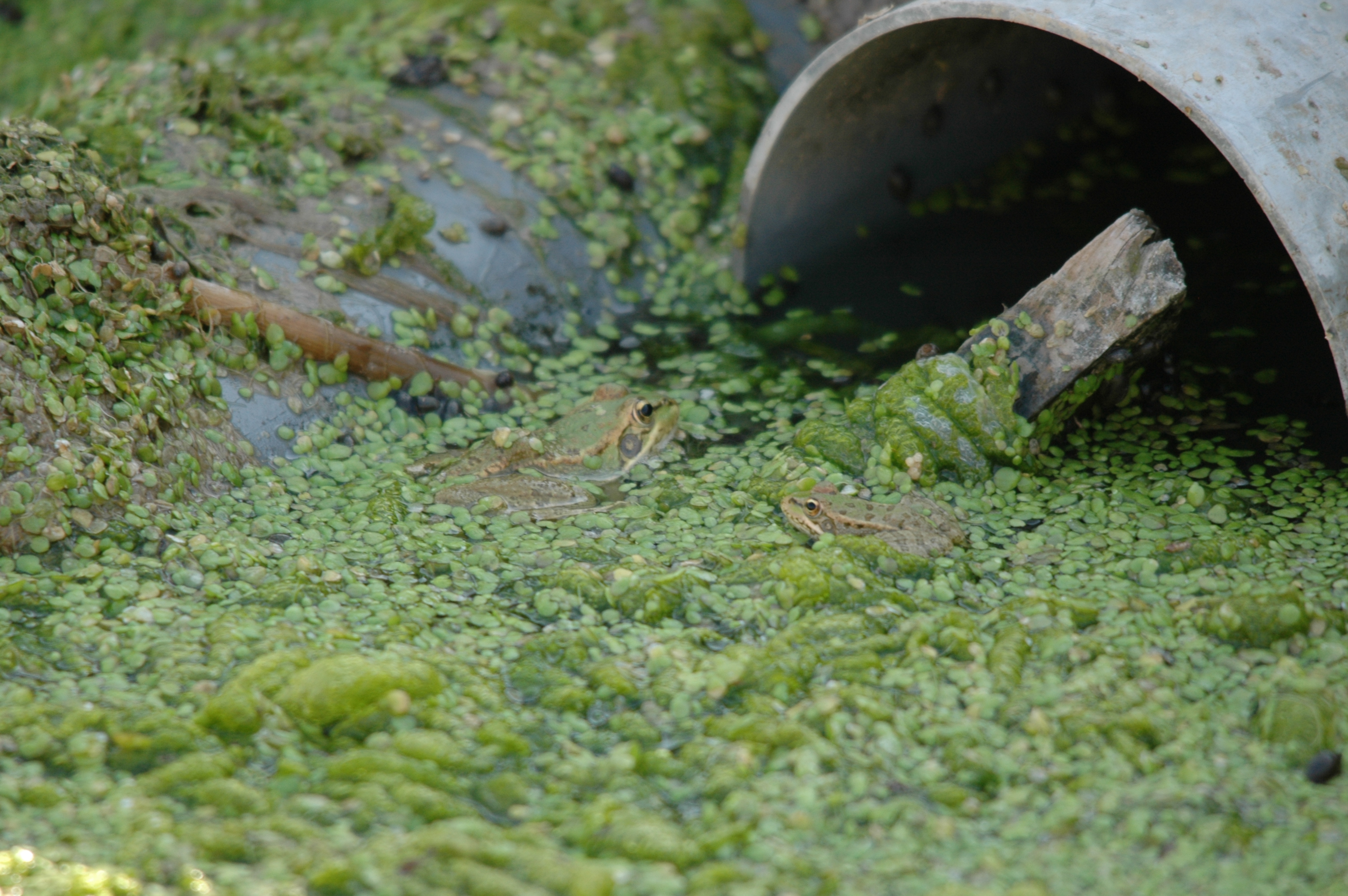 photos/wildlife/Amphibian_Species/dsc_0736.jpg