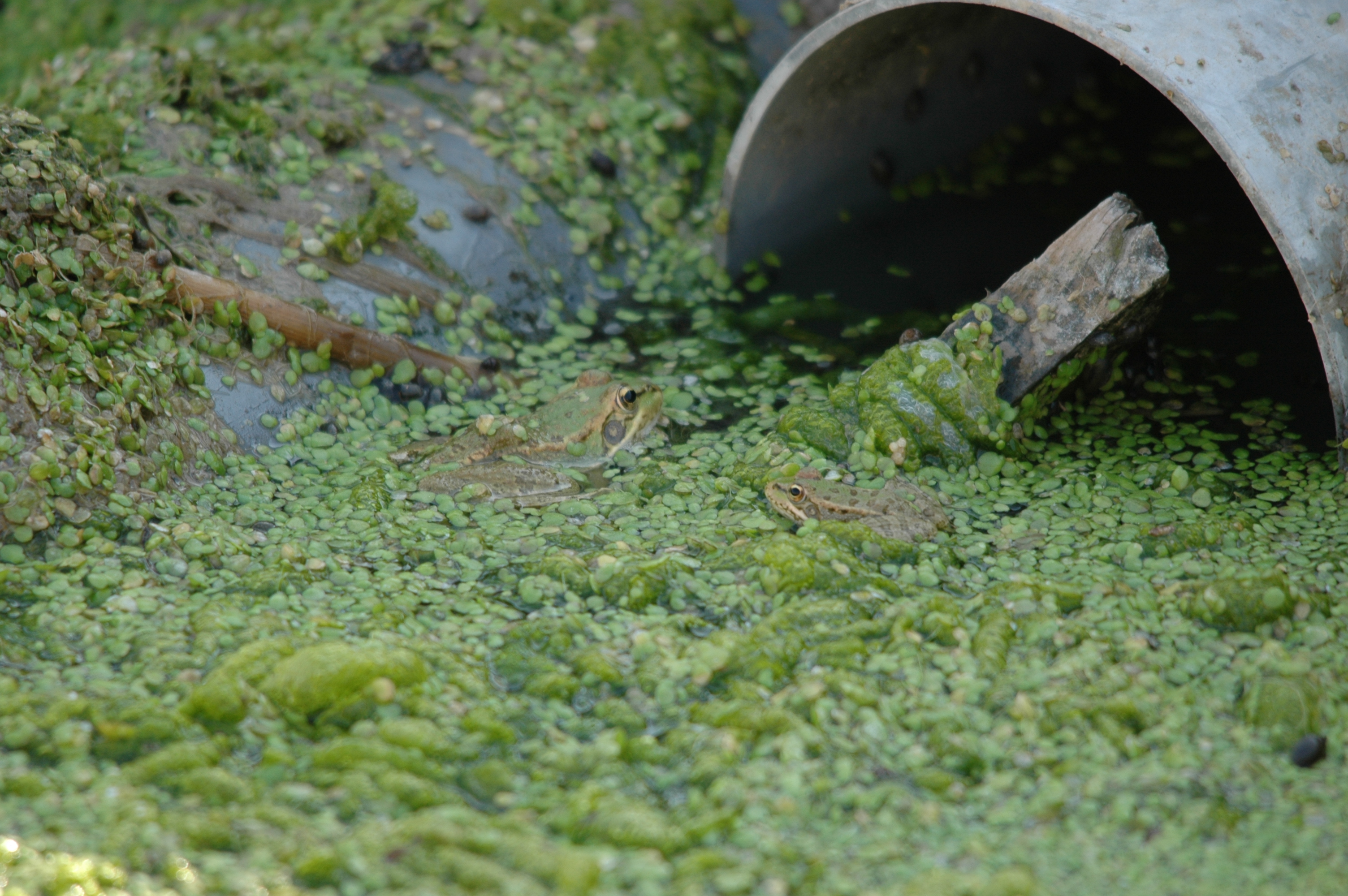 photos/wildlife/Amphibian_Species/dsc_0737.jpg