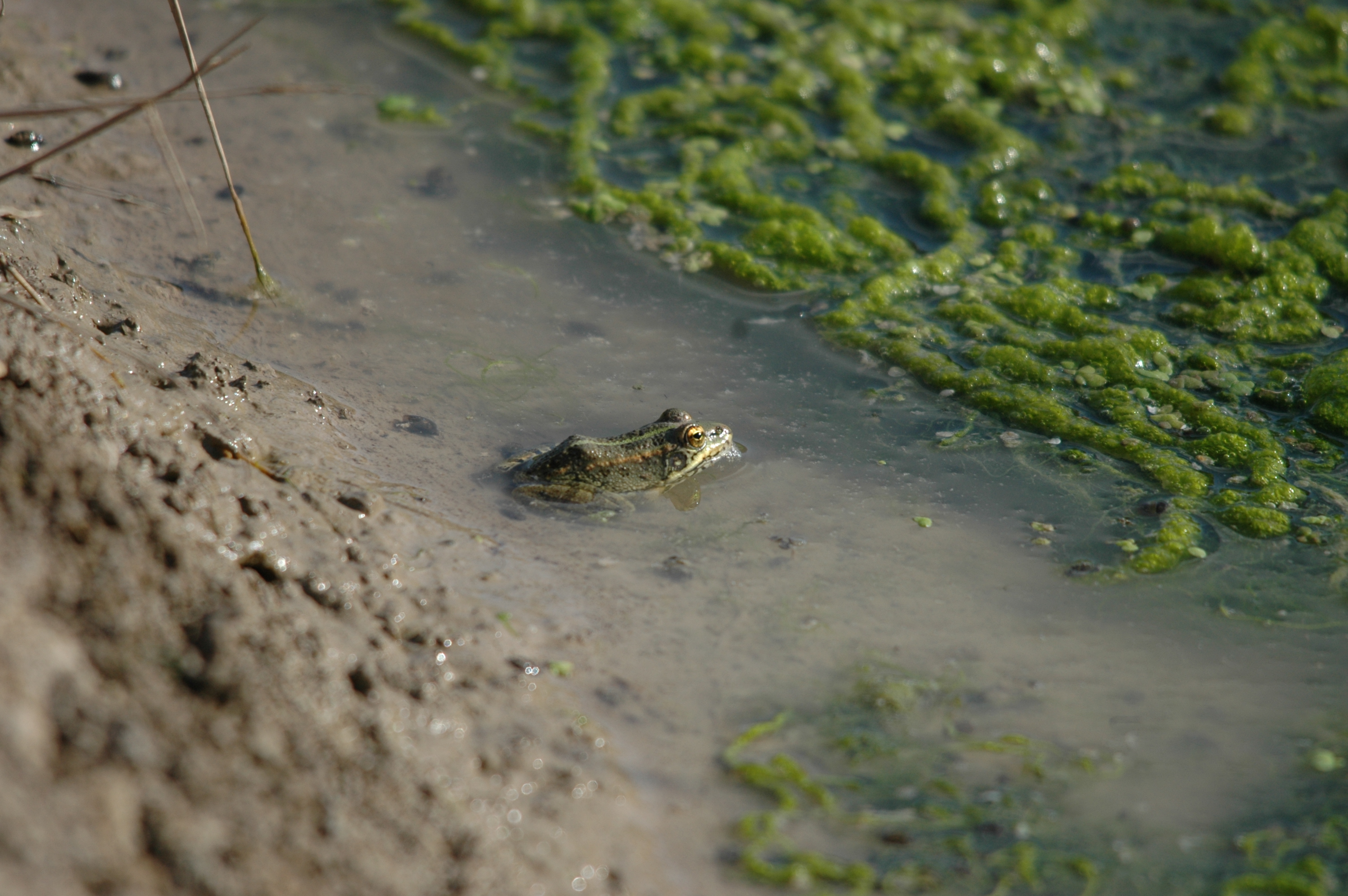photos/wildlife/Amphibian_Species/dsc_0739.jpg