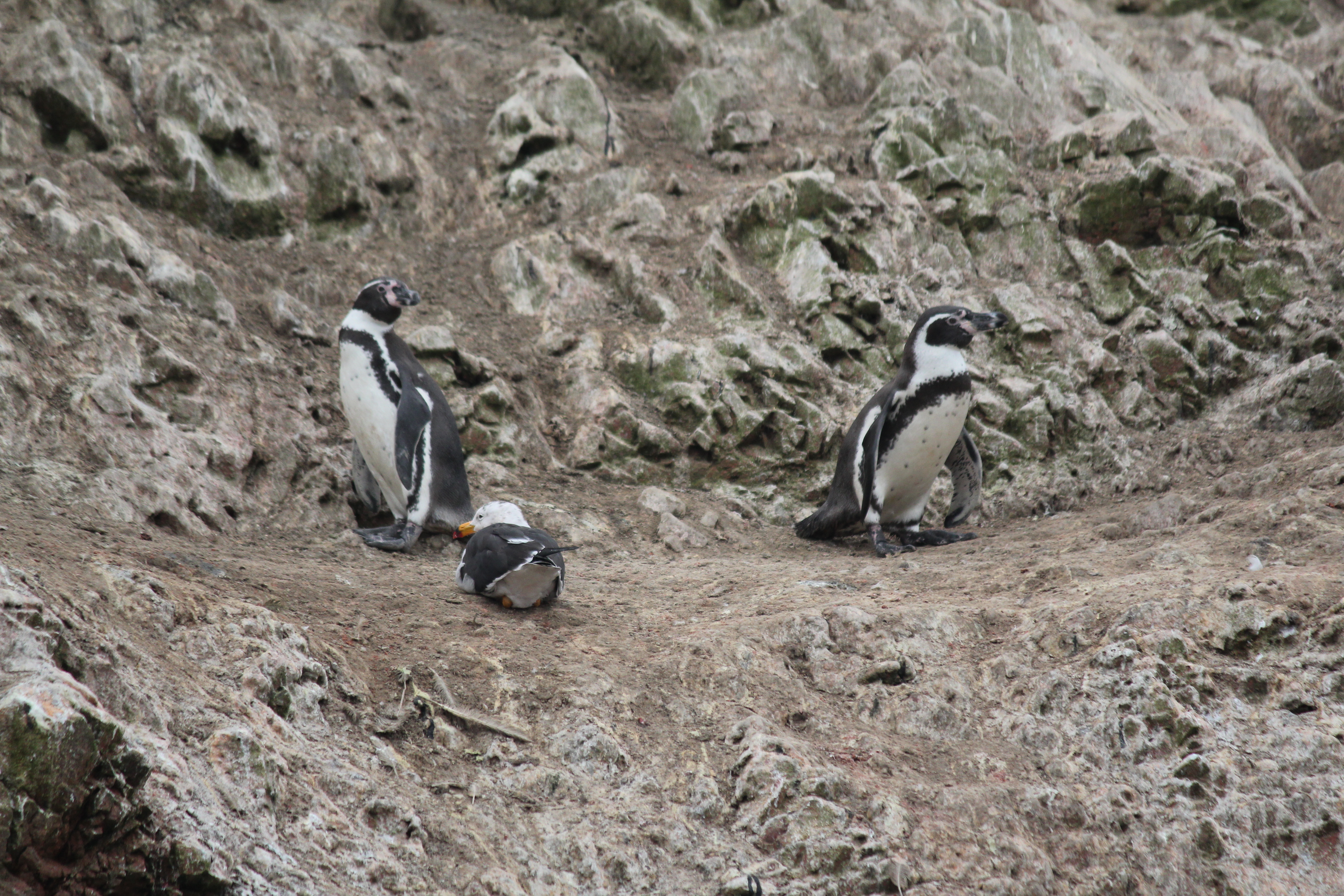 photos/wildlife/Bird_Species/007-Penguins/0075-Humboldt_Penguin/4768307058_09c3c9ed4e_o.jpg