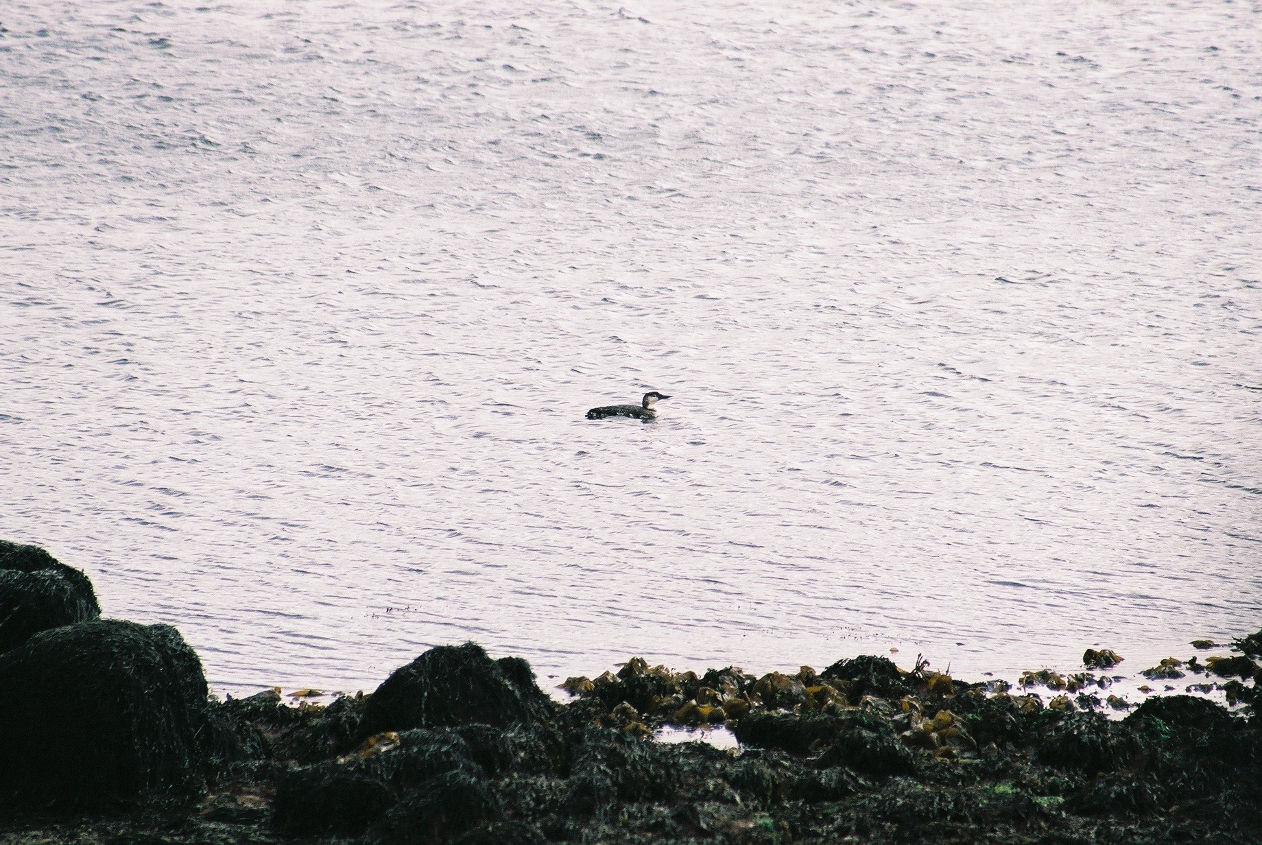 photos/wildlife/Bird_Species/008-Divers_(Loons)/0081-Common_Loon_(Great_Northern_Diver)/20040327-Mull-01.jpg