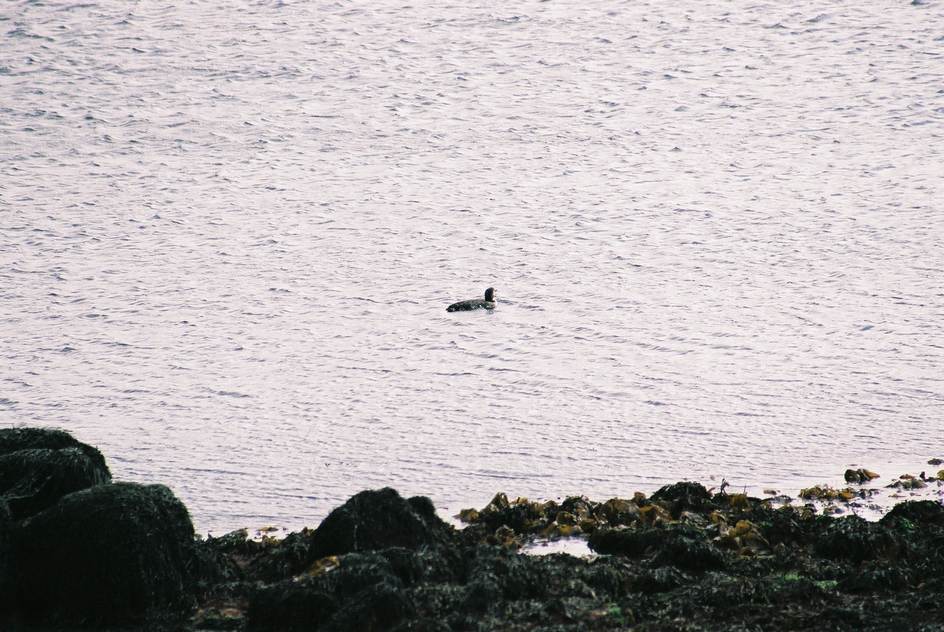 photos/wildlife/Bird_Species/008-Divers_(Loons)/0081-Common_Loon_(Great_Northern_Diver)/20040327-Mull-03.jpg