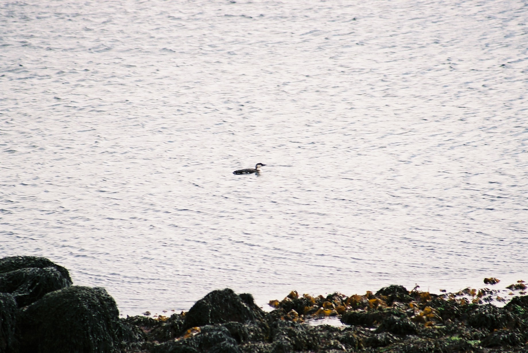 photos/wildlife/Bird_Species/008-Divers_(Loons)/0081-Common_Loon_(Great_Northern_Diver)/20040327-Mull-04.jpg