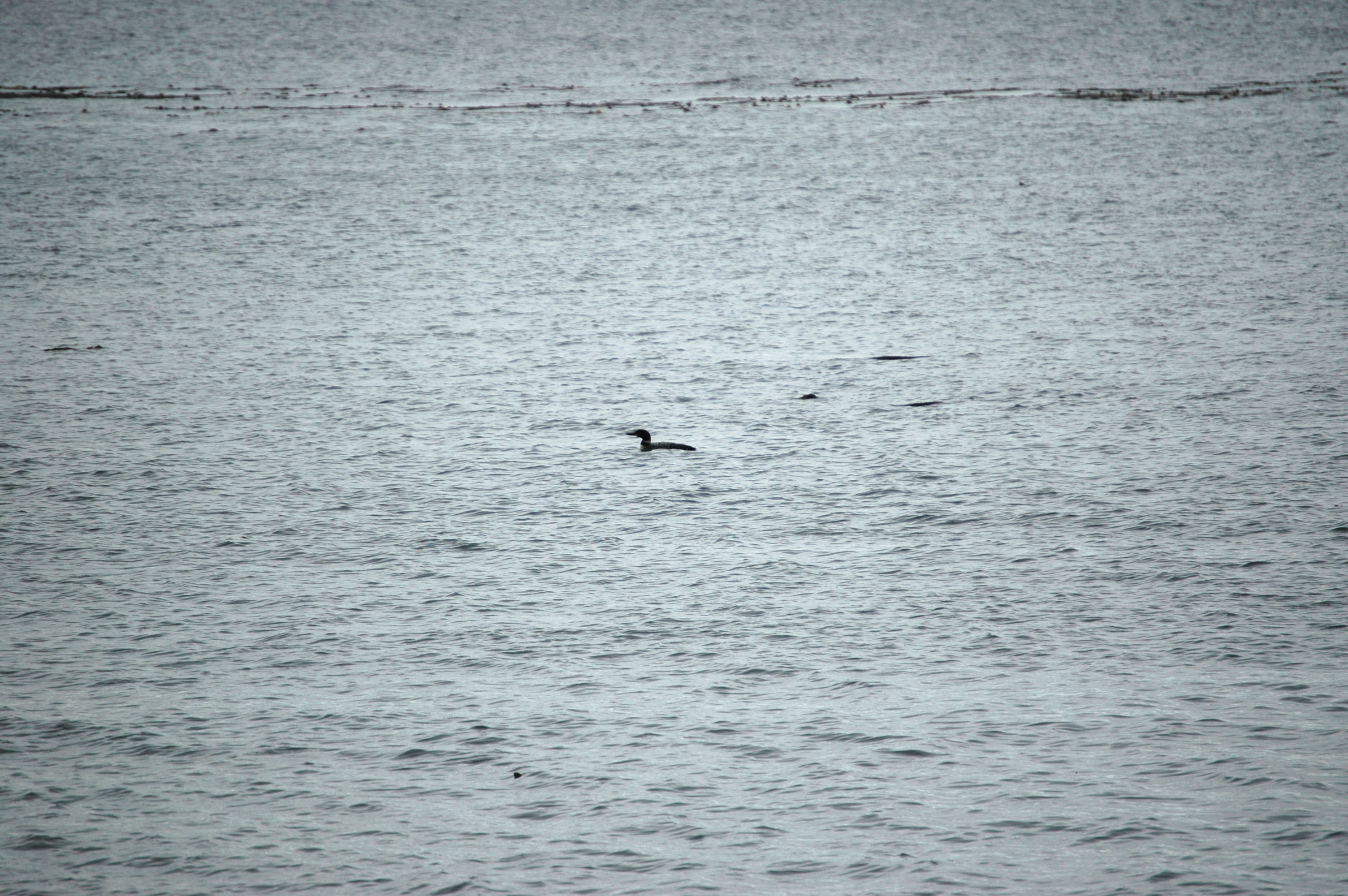 photos/wildlife/Bird_Species/008-Divers_(Loons)/0081-Common_Loon_(Great_Northern_Diver)/20070921-Canada-01.jpg