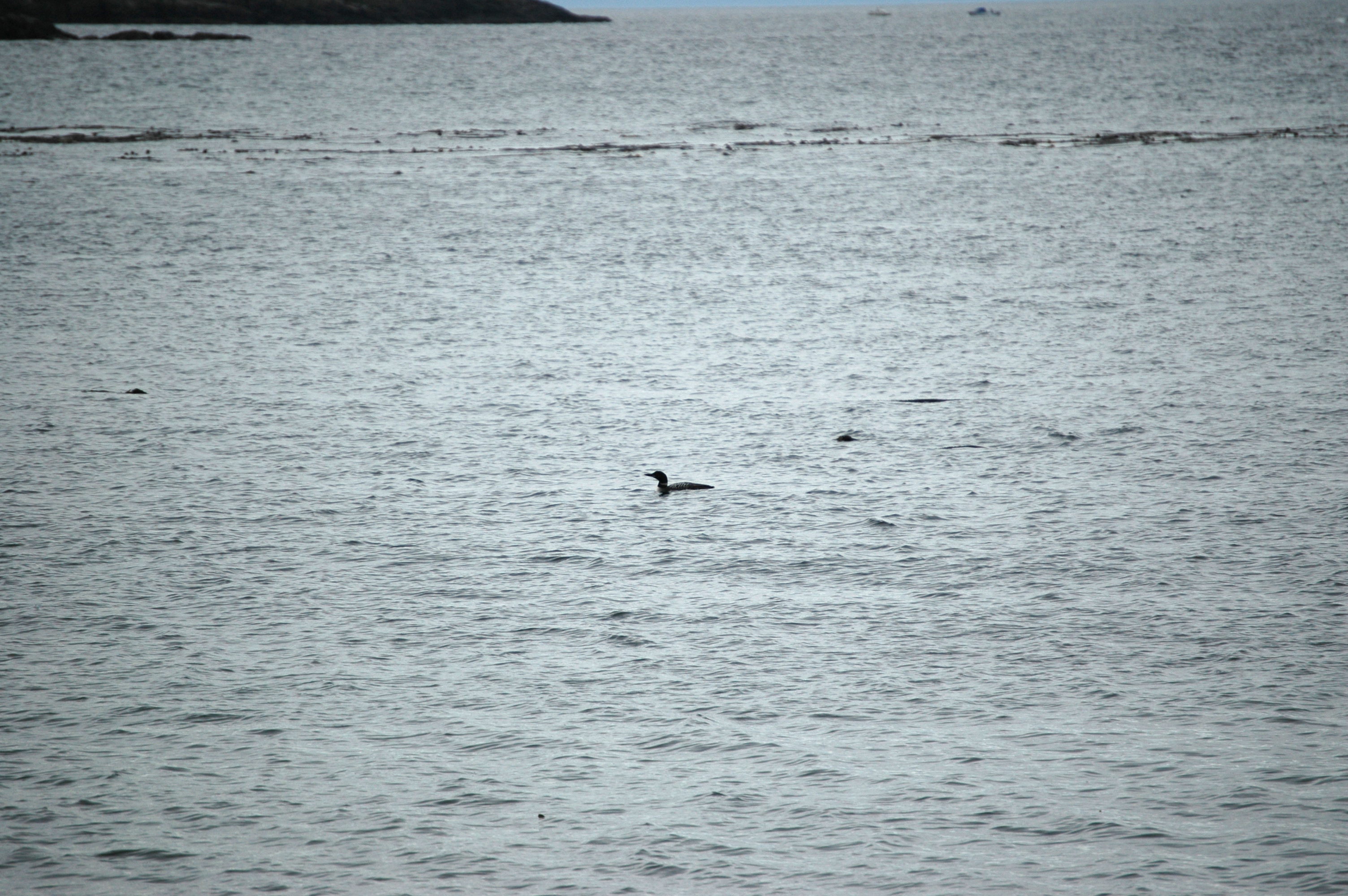 photos/wildlife/Bird_Species/008-Divers_(Loons)/0081-Common_Loon_(Great_Northern_Diver)/20070921-Canada-03.jpg