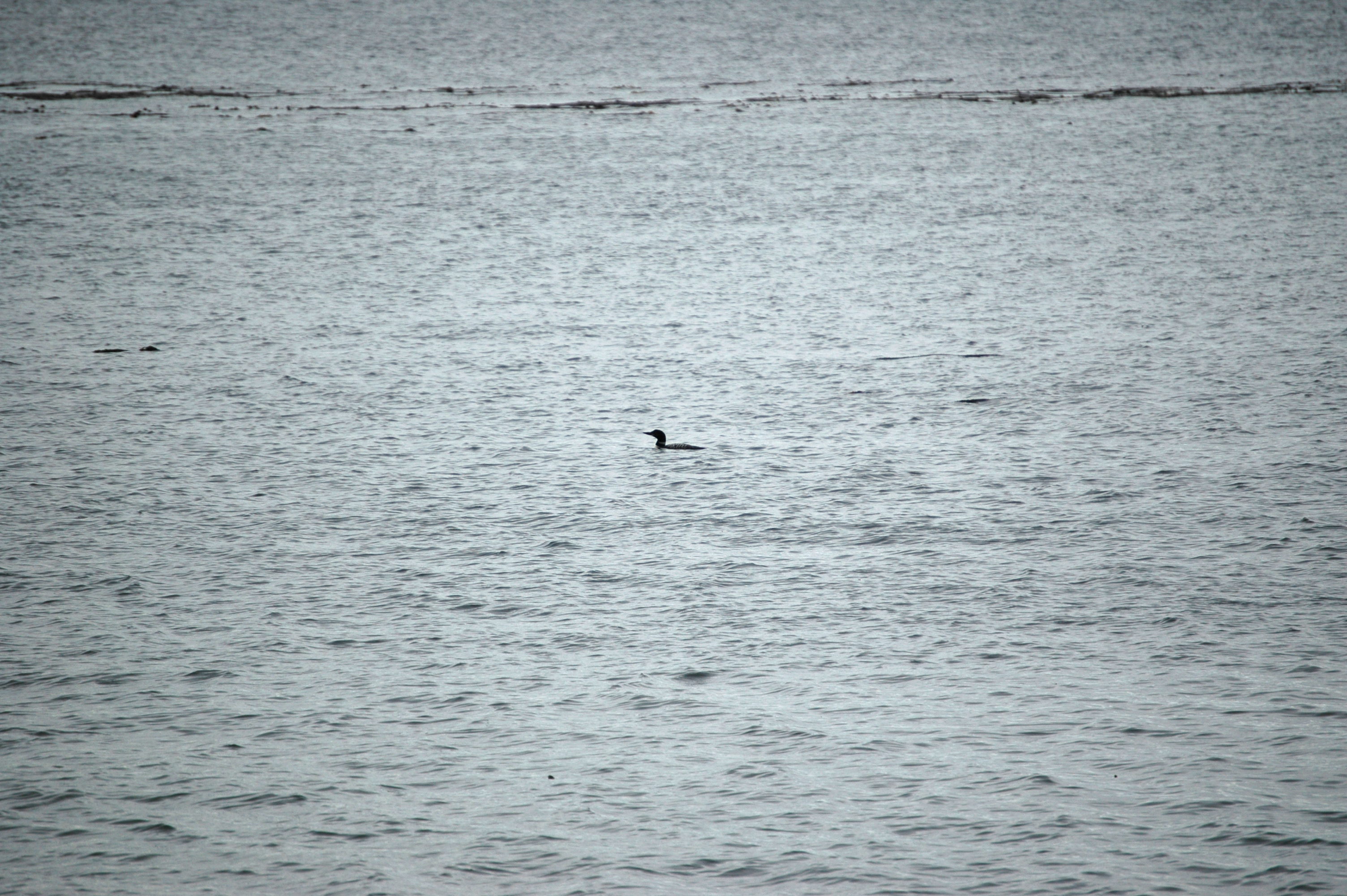 photos/wildlife/Bird_Species/008-Divers_(Loons)/0081-Common_Loon_(Great_Northern_Diver)/20070921-Canada-04.jpg