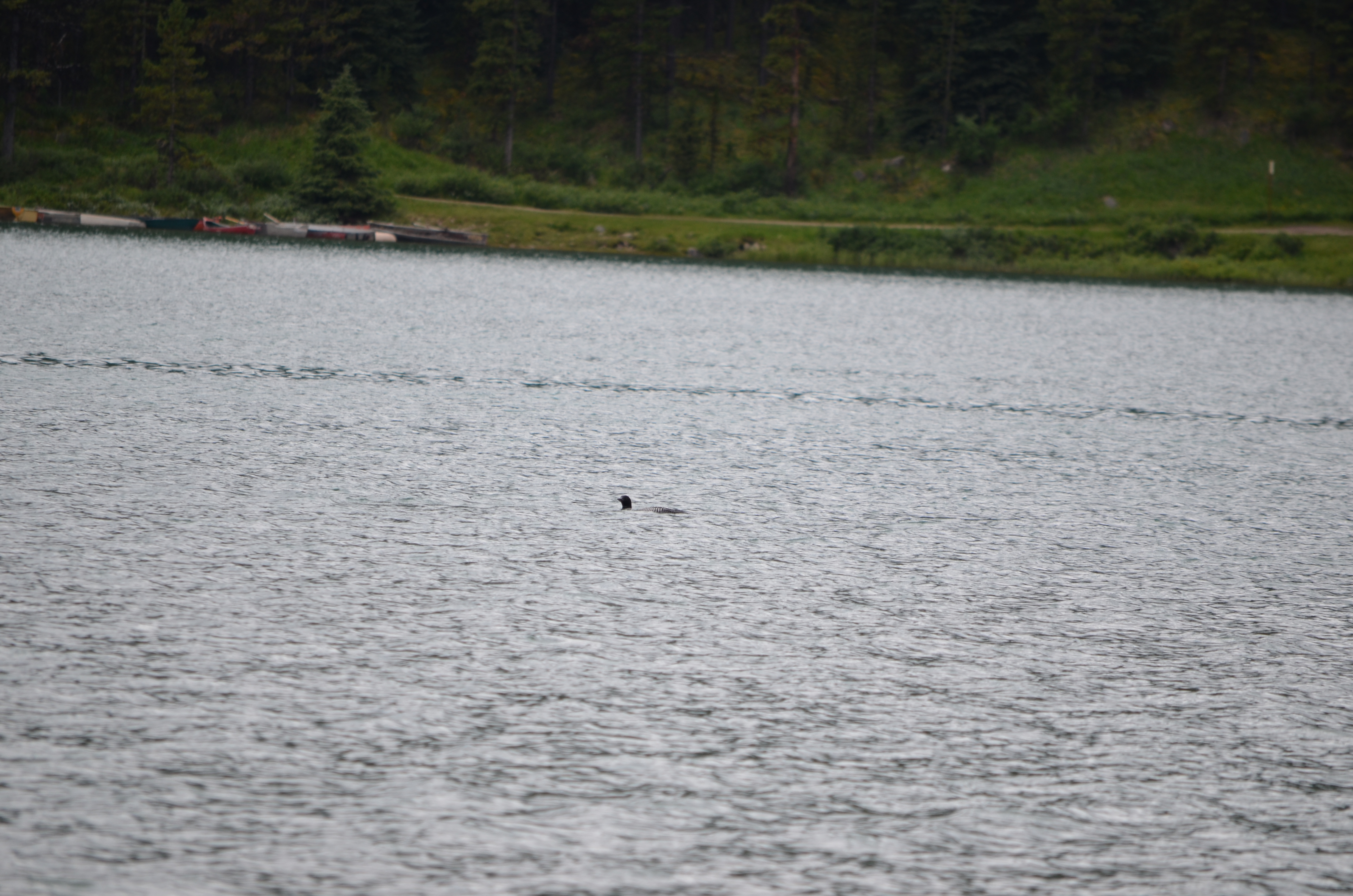 photos/wildlife/Bird_Species/008-Divers_(Loons)/0081-Common_Loon_(Great_Northern_Diver)/DSC_0655.JPG