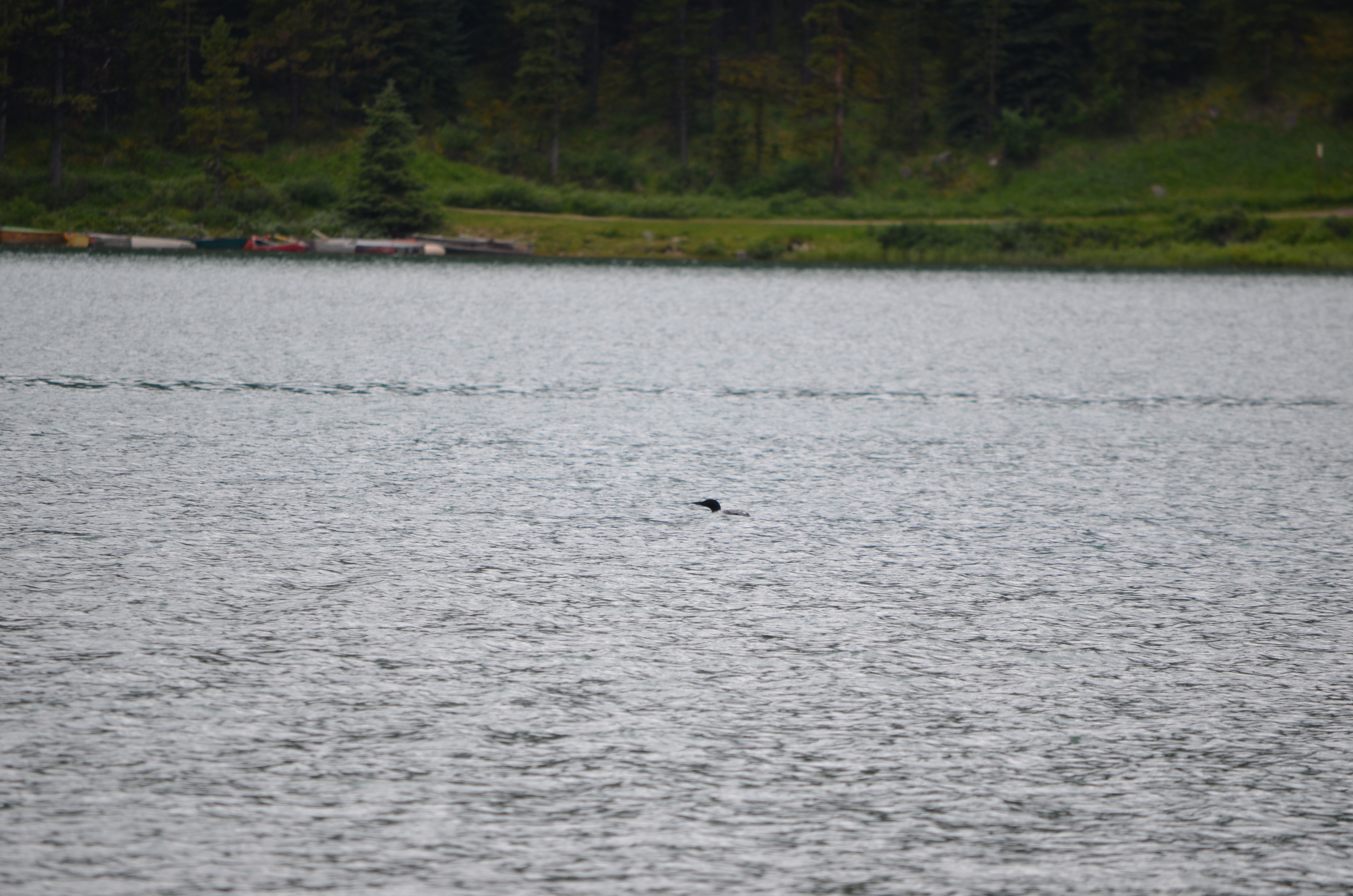 photos/wildlife/Bird_Species/008-Divers_(Loons)/0081-Common_Loon_(Great_Northern_Diver)/DSC_0656.JPG