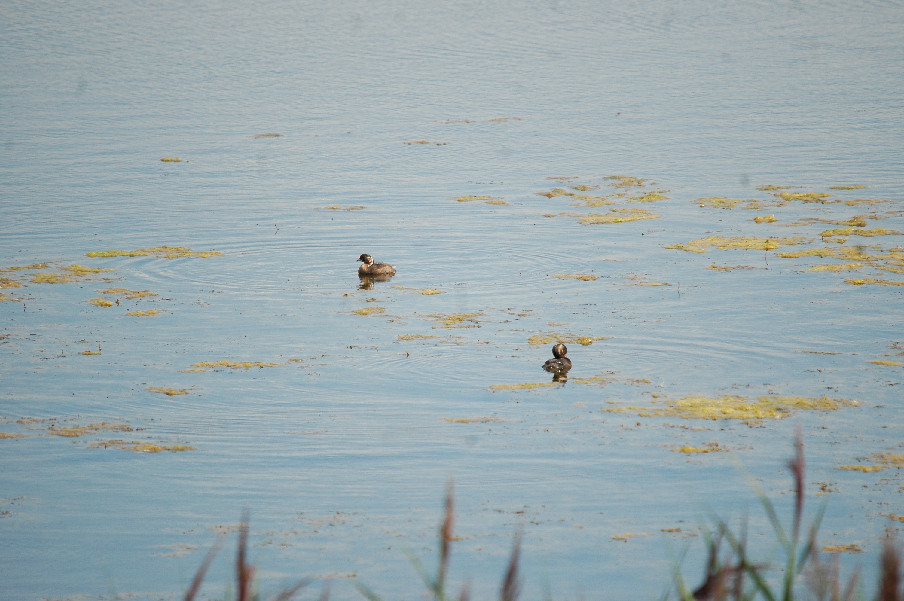 photos/wildlife/Bird_Species/009-Grebes/0083-Little_Grebe/20090811-PottericCarr-01.jpg