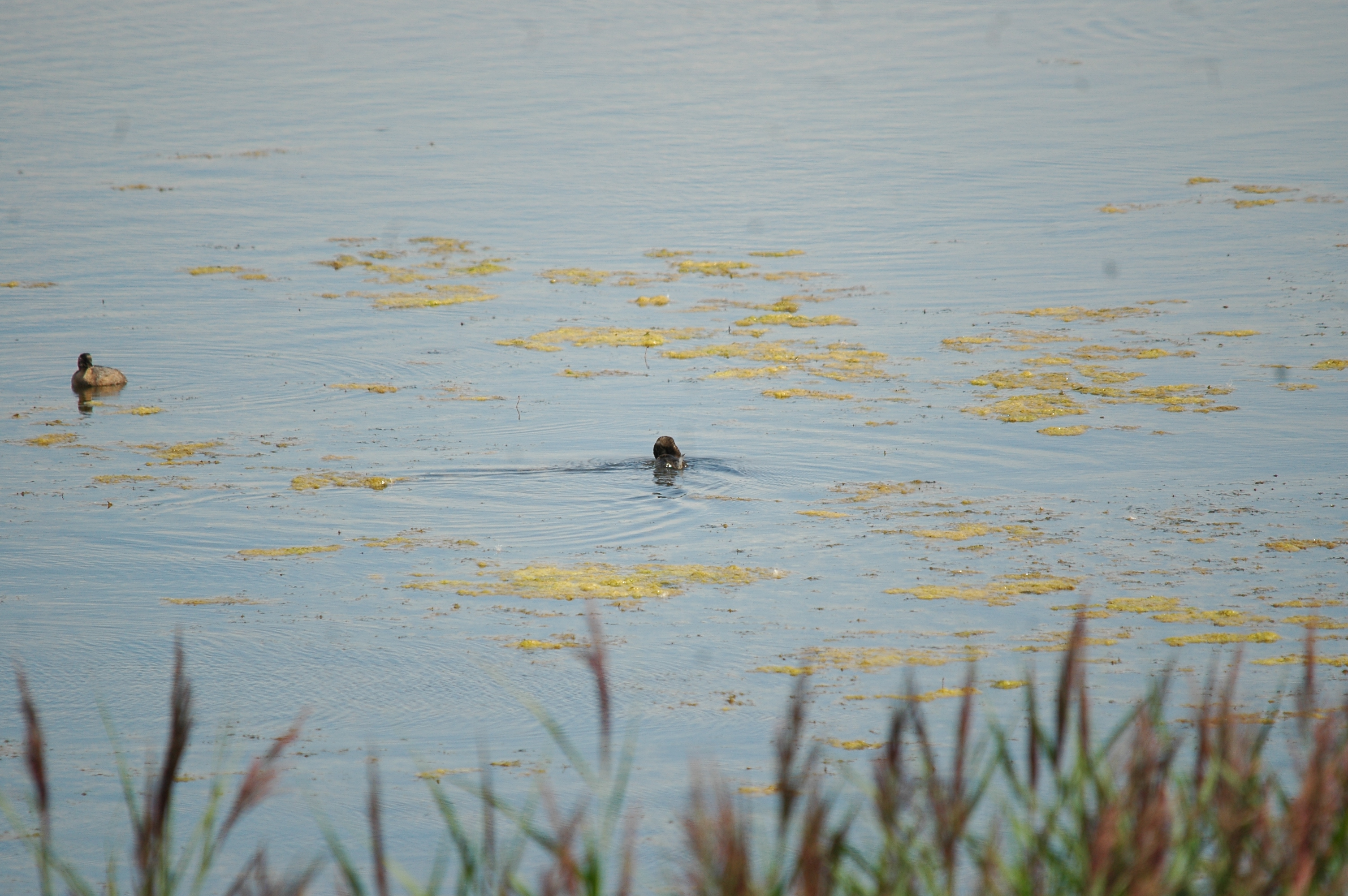photos/wildlife/Bird_Species/009-Grebes/0083-Little_Grebe/20090811-PottericCarr-02.jpg