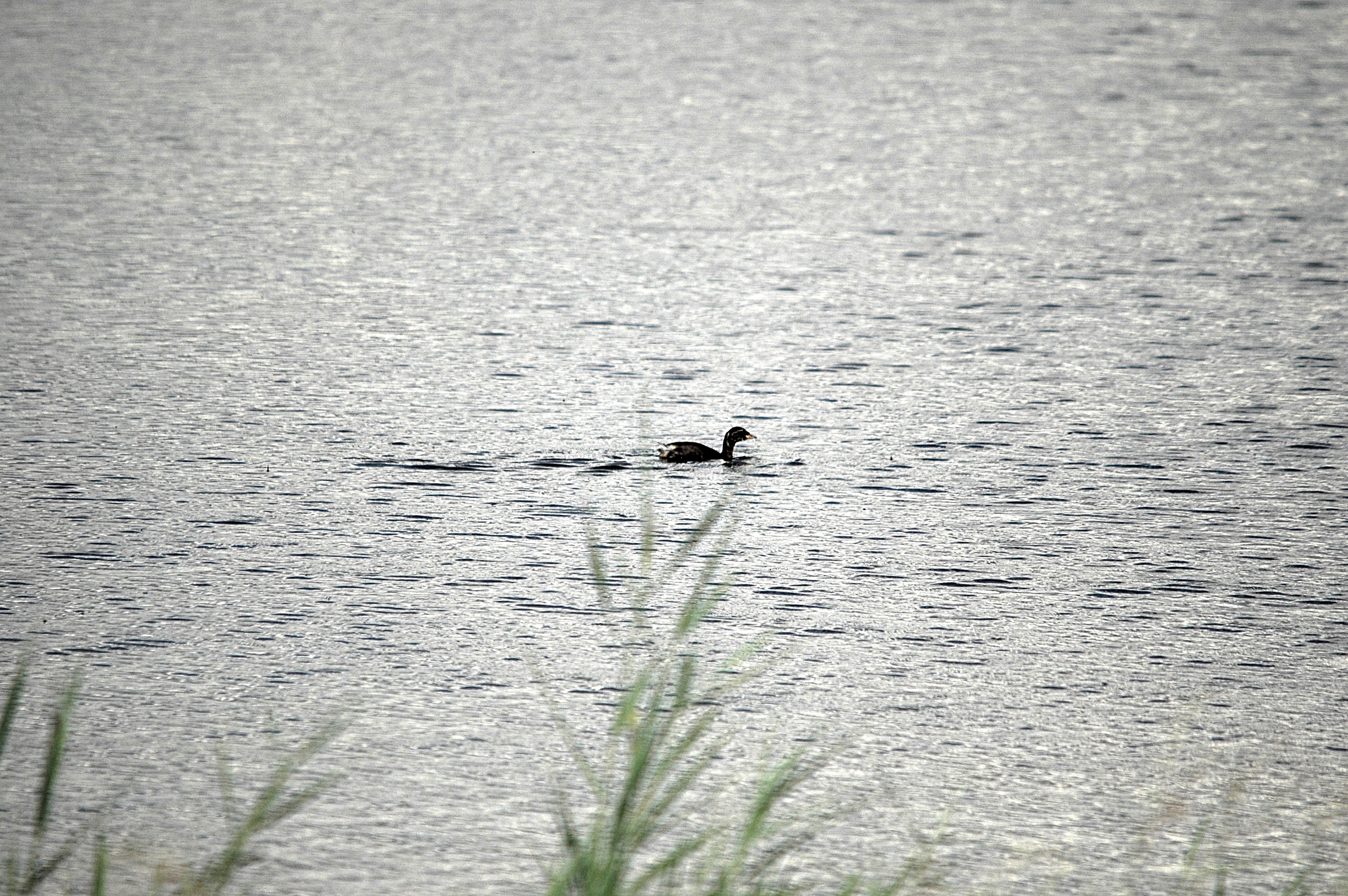 photos/wildlife/Bird_Species/009-Grebes/0083-Little_Grebe/DSC_7101.JPG