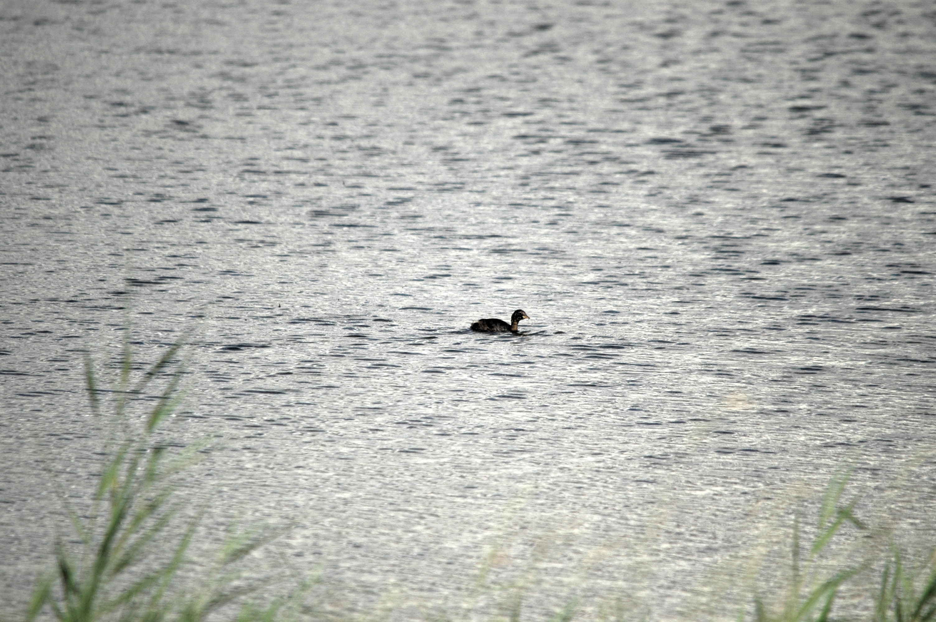 photos/wildlife/Bird_Species/009-Grebes/0083-Little_Grebe/DSC_7102.JPG