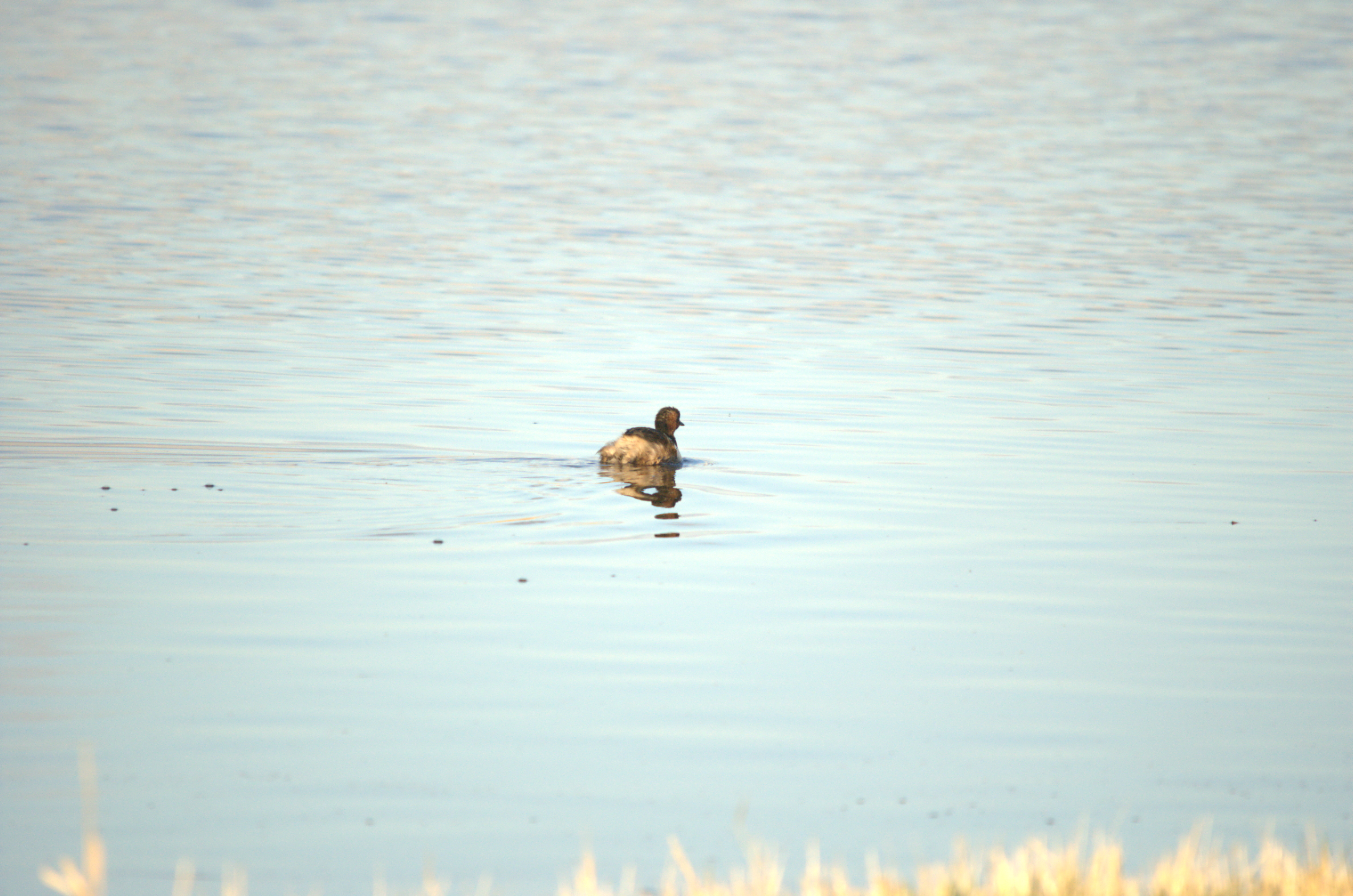 photos/wildlife/Bird_Species/009-Grebes/0083-Little_Grebe/dsc_2005.jpeg