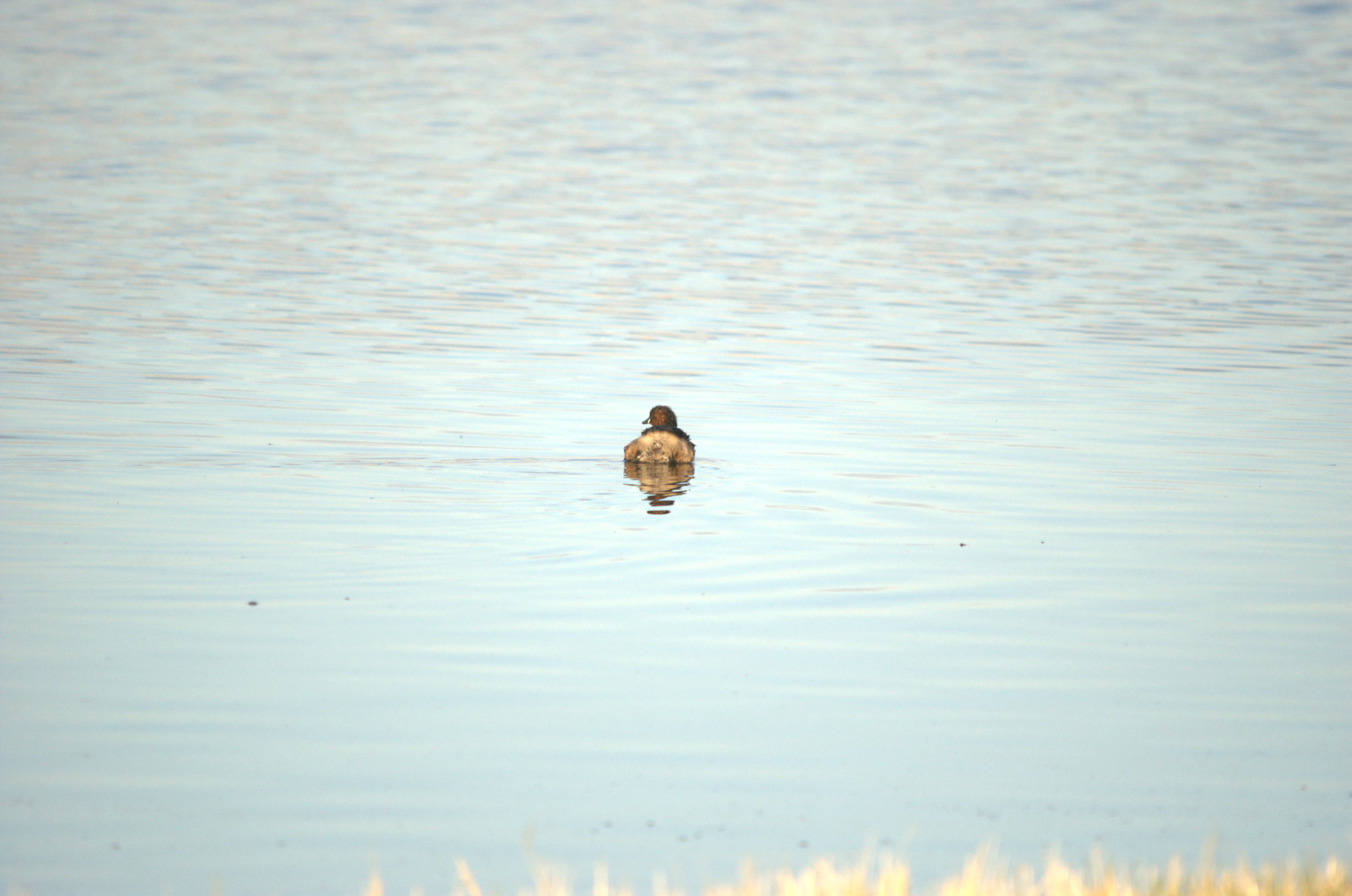 photos/wildlife/Bird_Species/009-Grebes/0083-Little_Grebe/dsc_2006.jpeg