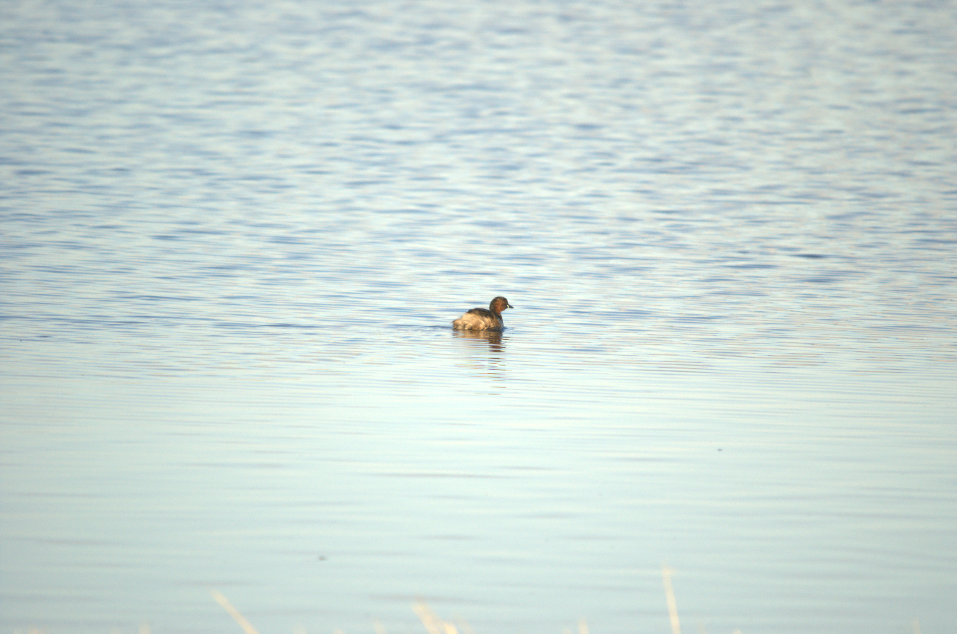 photos/wildlife/Bird_Species/009-Grebes/0083-Little_Grebe/dsc_2007.jpeg