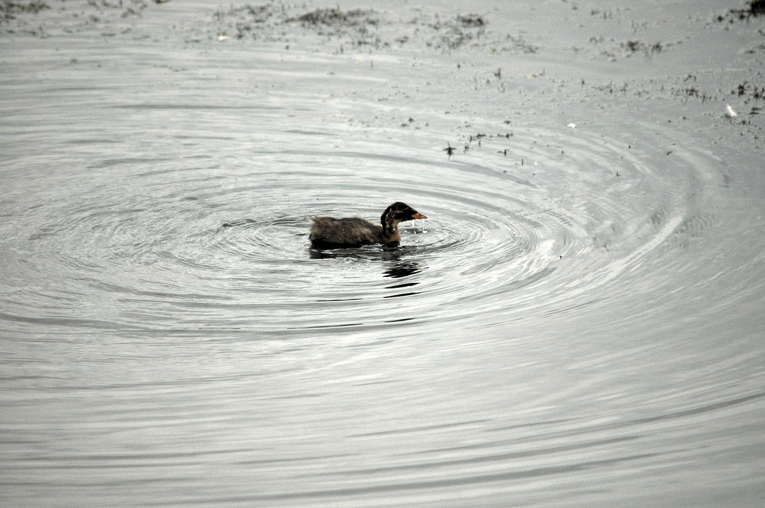 photos/wildlife/Bird_Species/009-Grebes/0083-Little_Grebe/dsc_2805.jpg