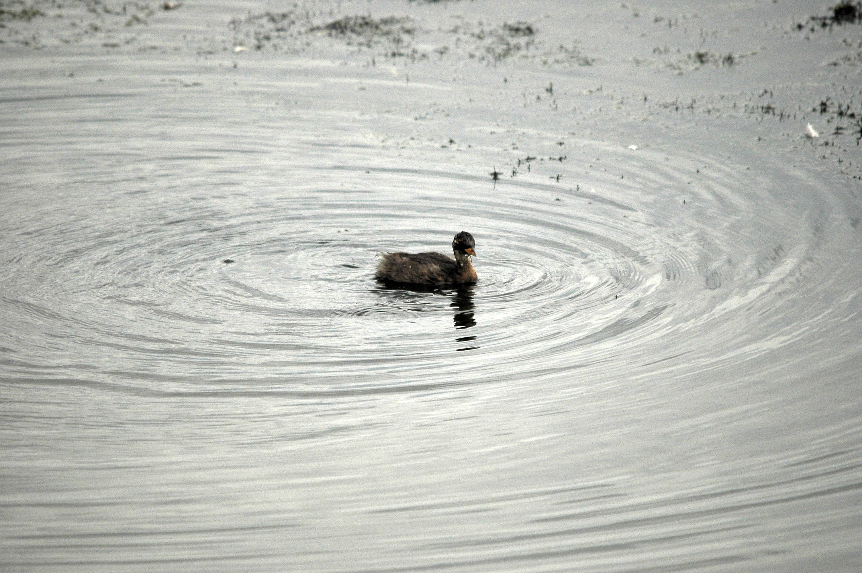 photos/wildlife/Bird_Species/009-Grebes/0083-Little_Grebe/dsc_2806.jpg