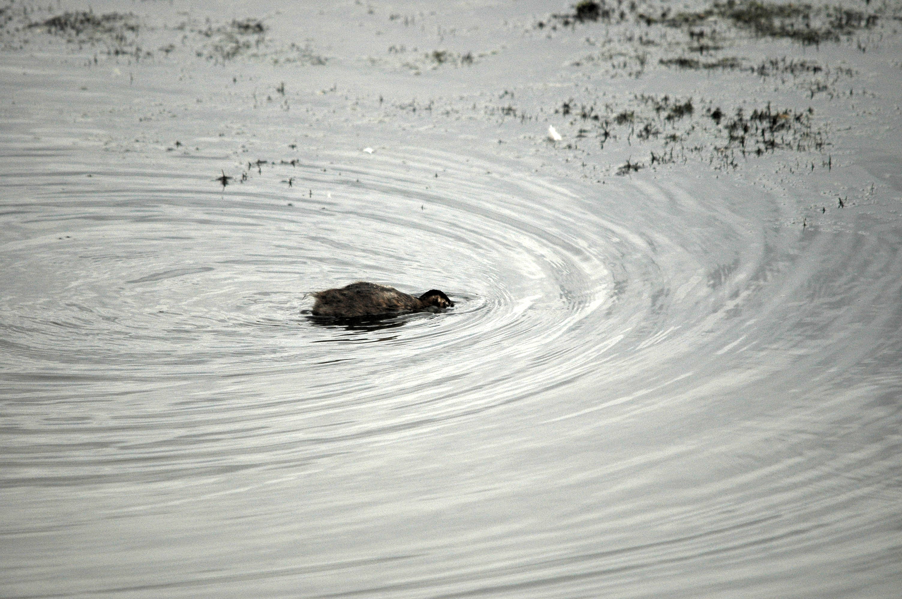 photos/wildlife/Bird_Species/009-Grebes/0083-Little_Grebe/dsc_2807.jpg