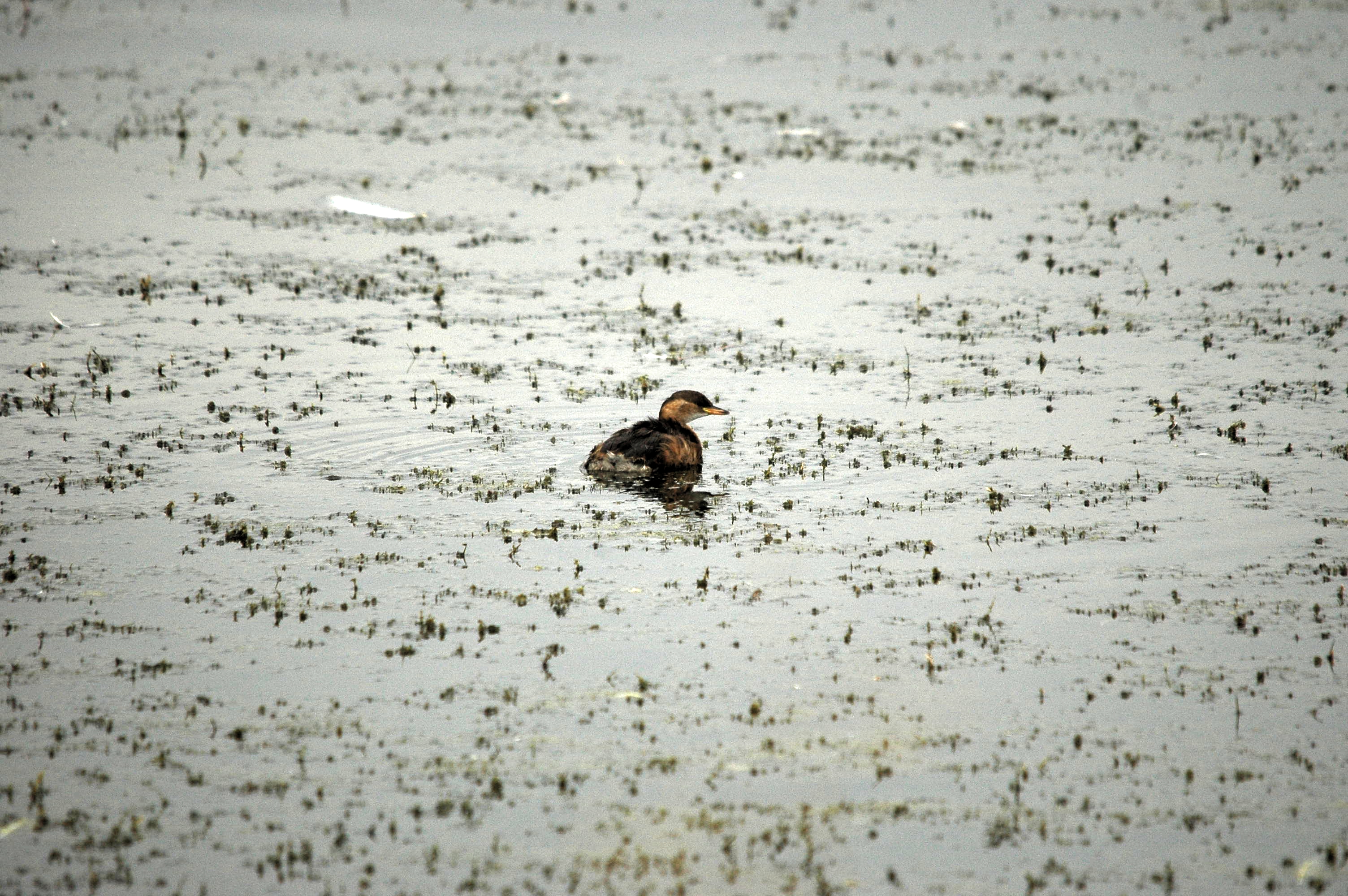 photos/wildlife/Bird_Species/009-Grebes/0083-Little_Grebe/dsc_2812.jpg