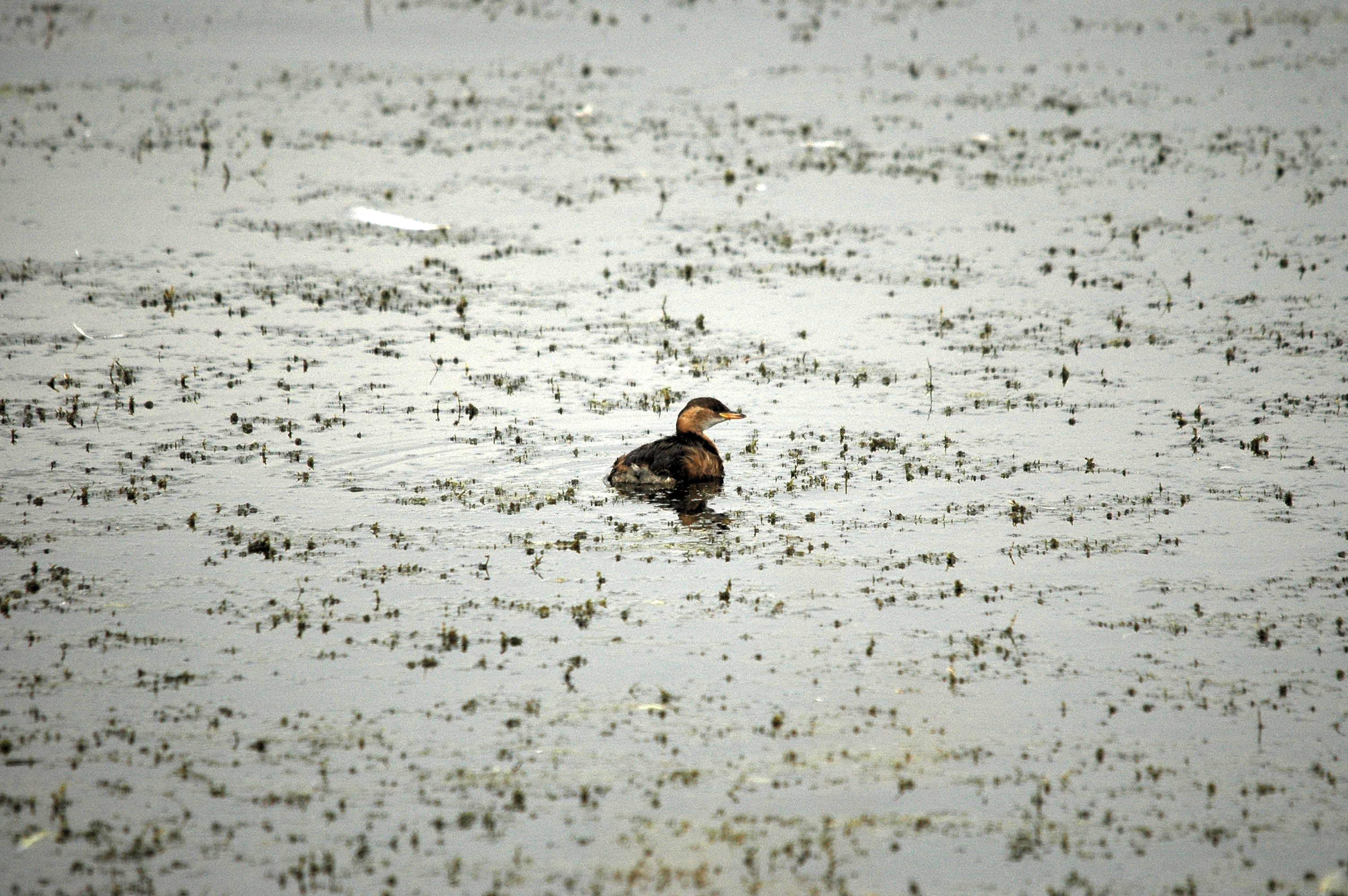 photos/wildlife/Bird_Species/009-Grebes/0083-Little_Grebe/dsc_2813.jpg