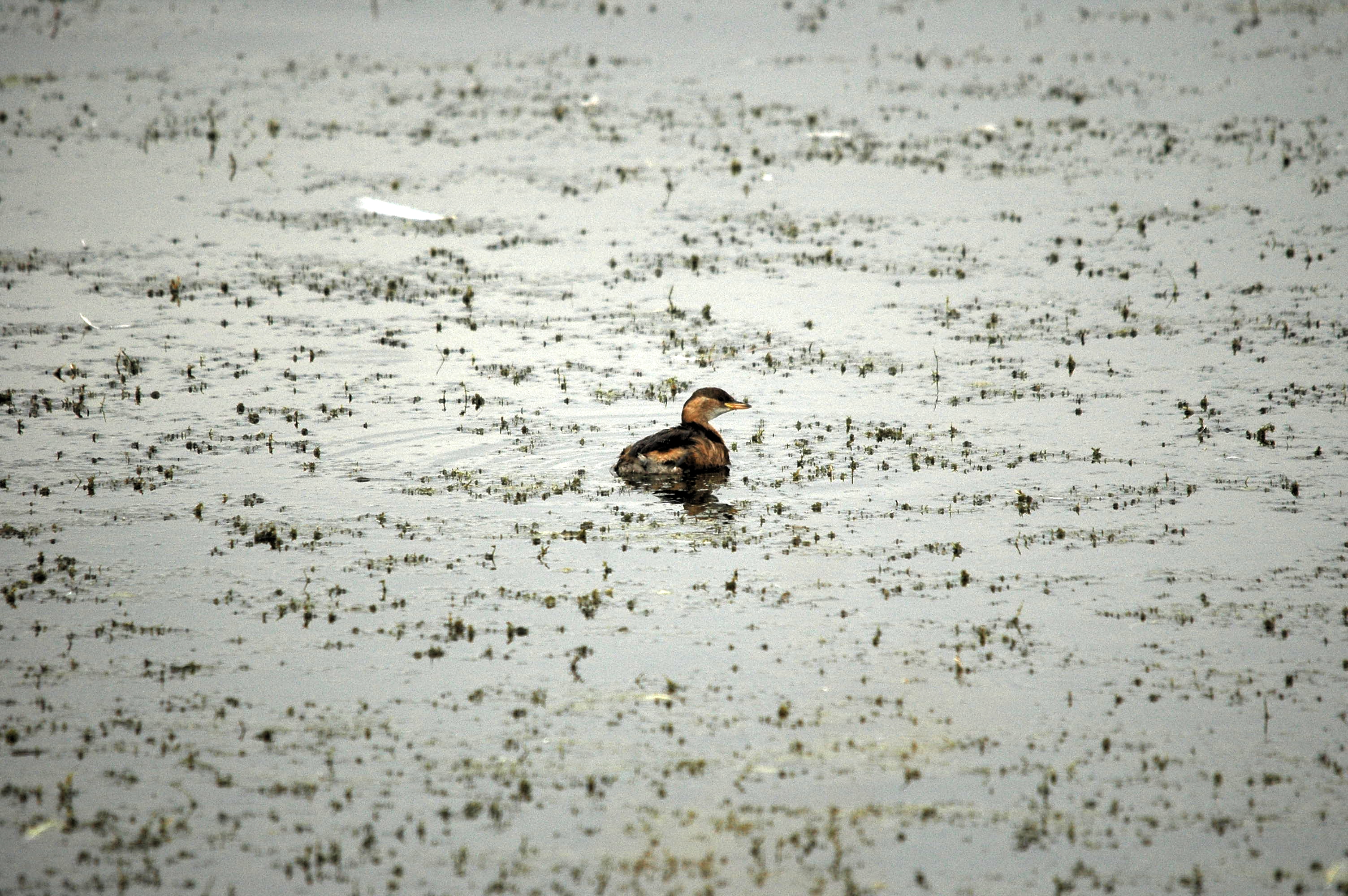 photos/wildlife/Bird_Species/009-Grebes/0083-Little_Grebe/dsc_2814.jpg