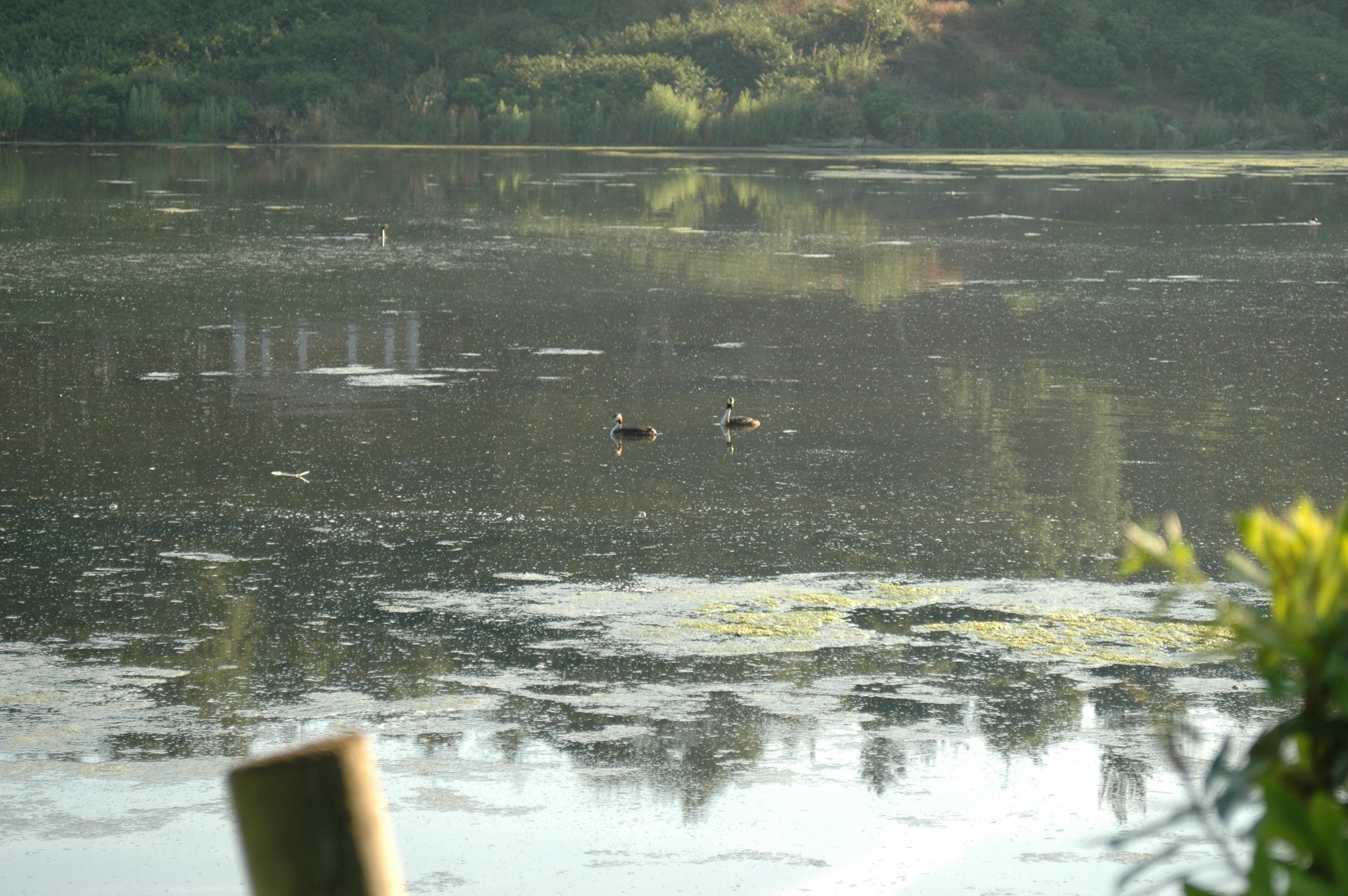 photos/wildlife/Bird_Species/009-Grebes/0096-Great_Crested_Grebe/20050710-ClumberPark-02.jpg