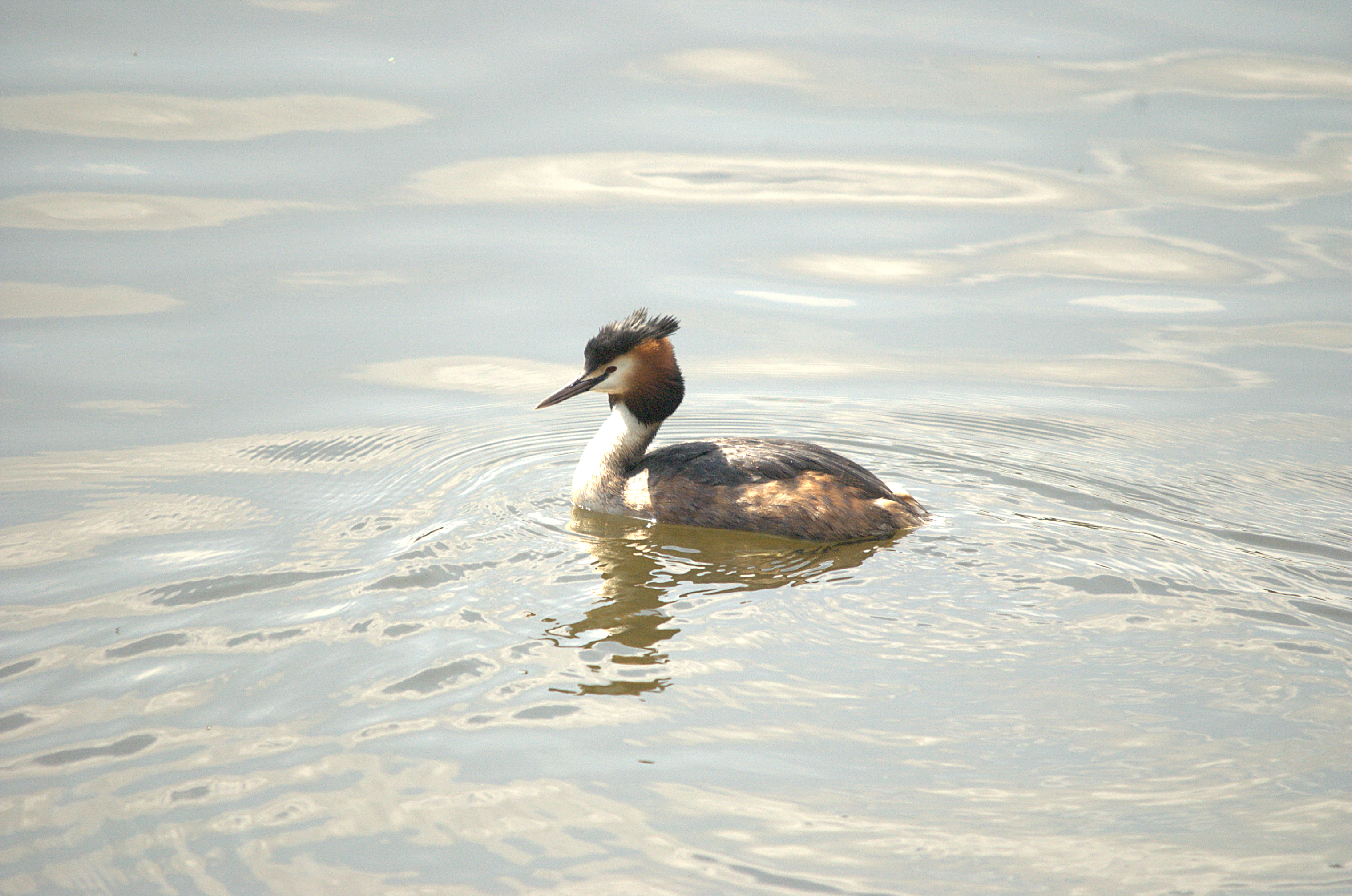 photos/wildlife/Bird_Species/009-Grebes/0096-Great_Crested_Grebe/DSC_2057.jpg
