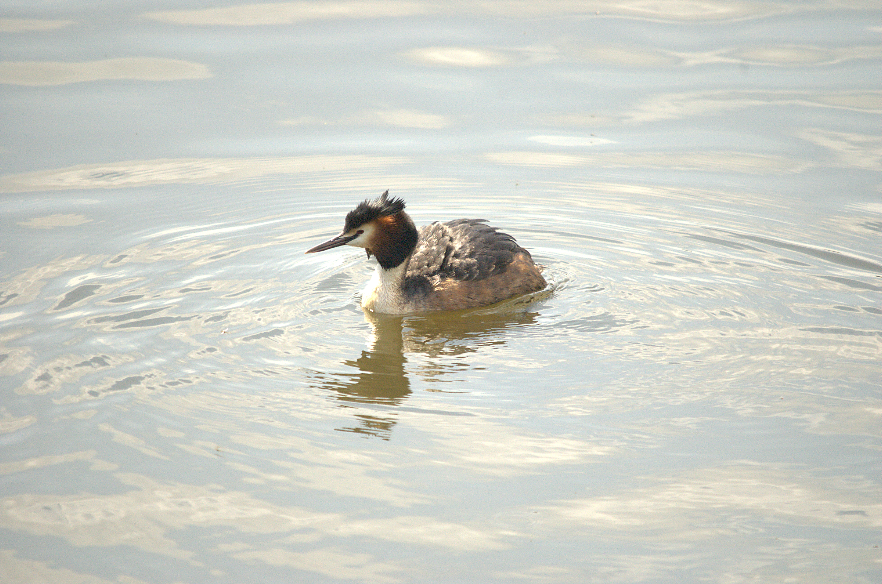 photos/wildlife/Bird_Species/009-Grebes/0096-Great_Crested_Grebe/DSC_2058.jpg