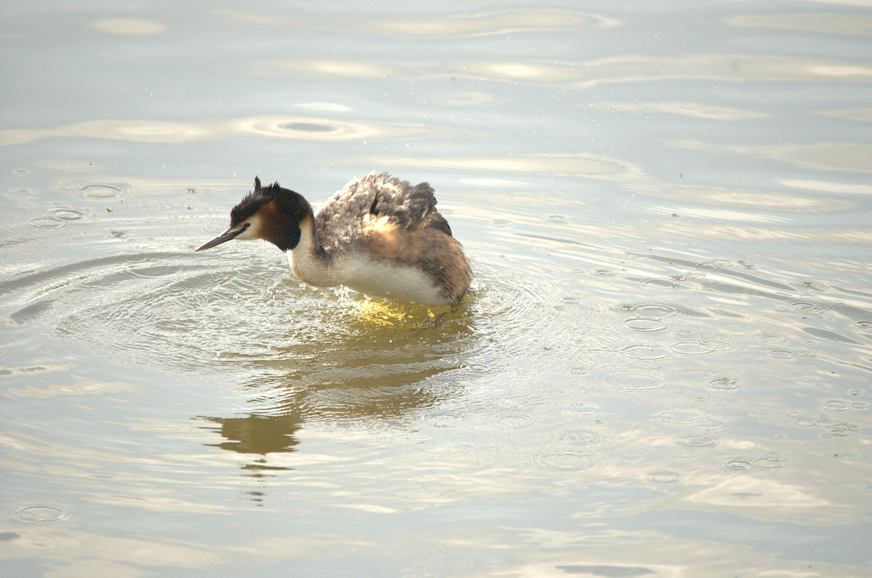photos/wildlife/Bird_Species/009-Grebes/0096-Great_Crested_Grebe/DSC_2059.jpg