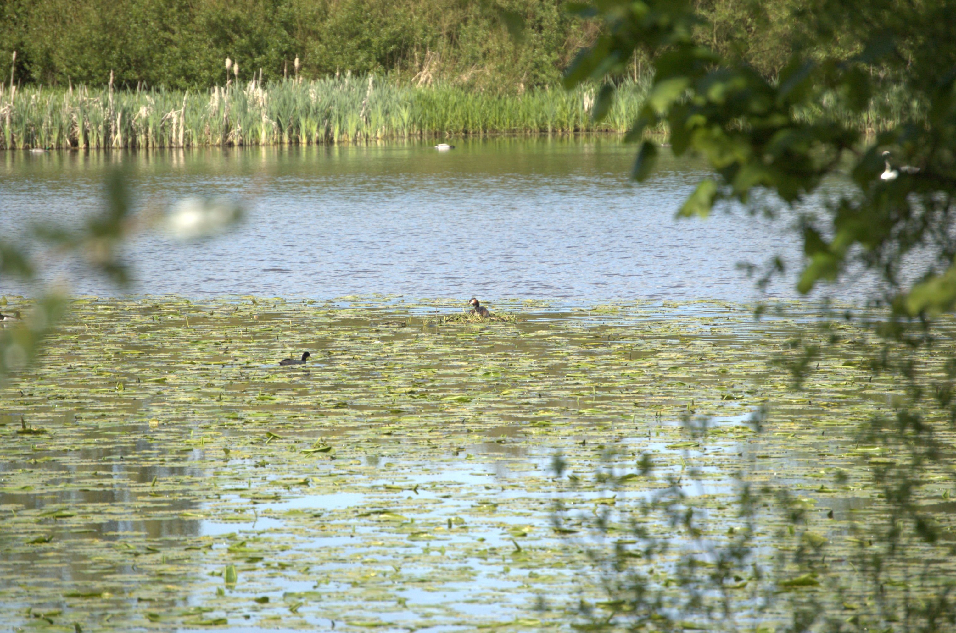 photos/wildlife/Bird_Species/009-Grebes/0096-Great_Crested_Grebe/DSC_2075.jpg