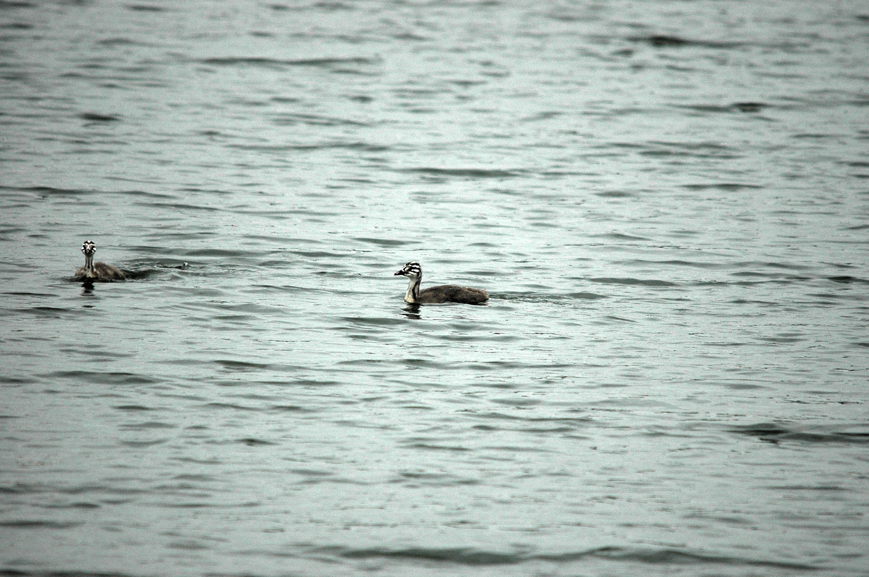 photos/wildlife/Bird_Species/009-Grebes/0096-Great_Crested_Grebe/DSC_3289.JPG
