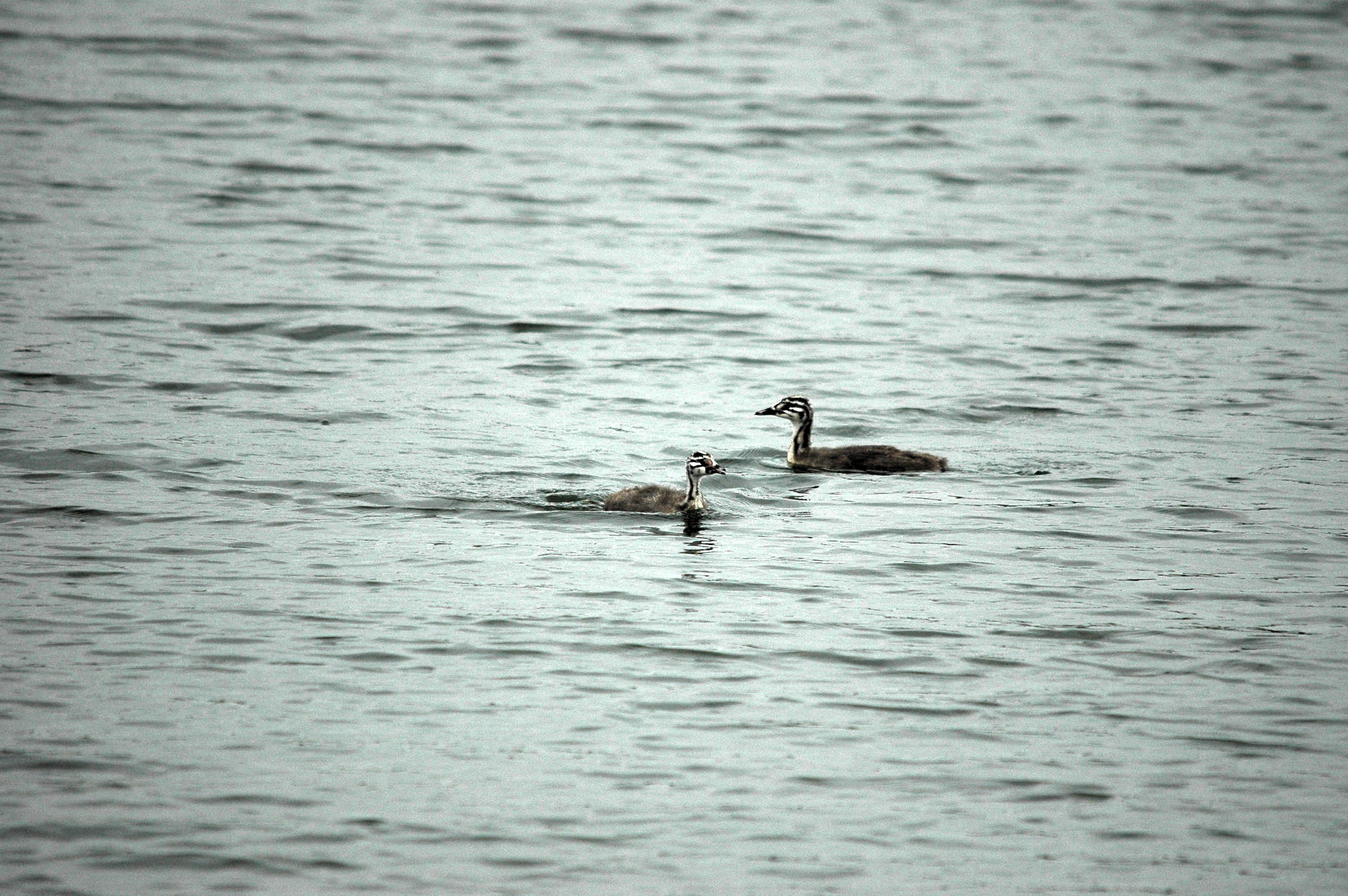 photos/wildlife/Bird_Species/009-Grebes/0096-Great_Crested_Grebe/DSC_3290.JPG