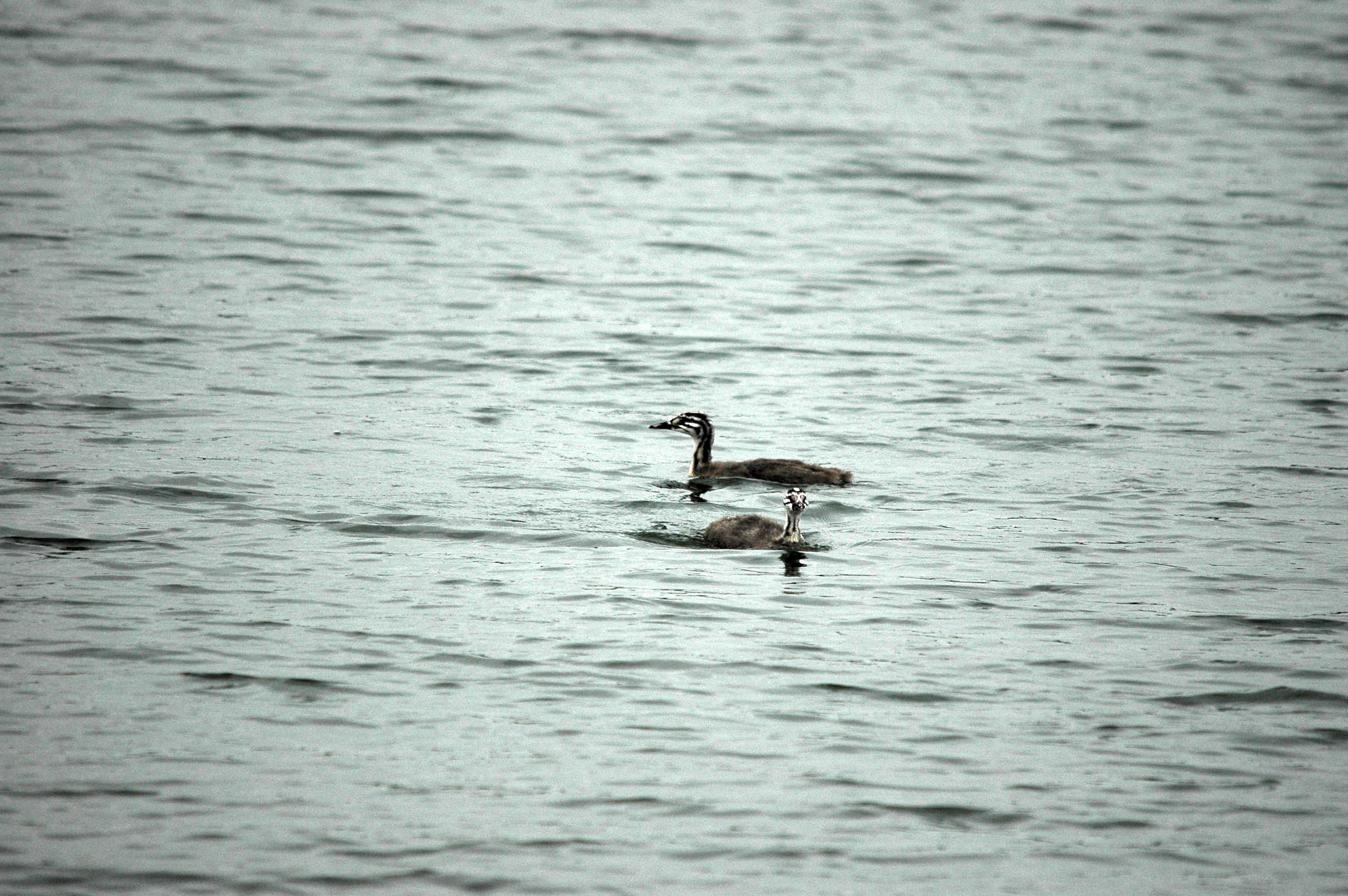 photos/wildlife/Bird_Species/009-Grebes/0096-Great_Crested_Grebe/DSC_3291.JPG