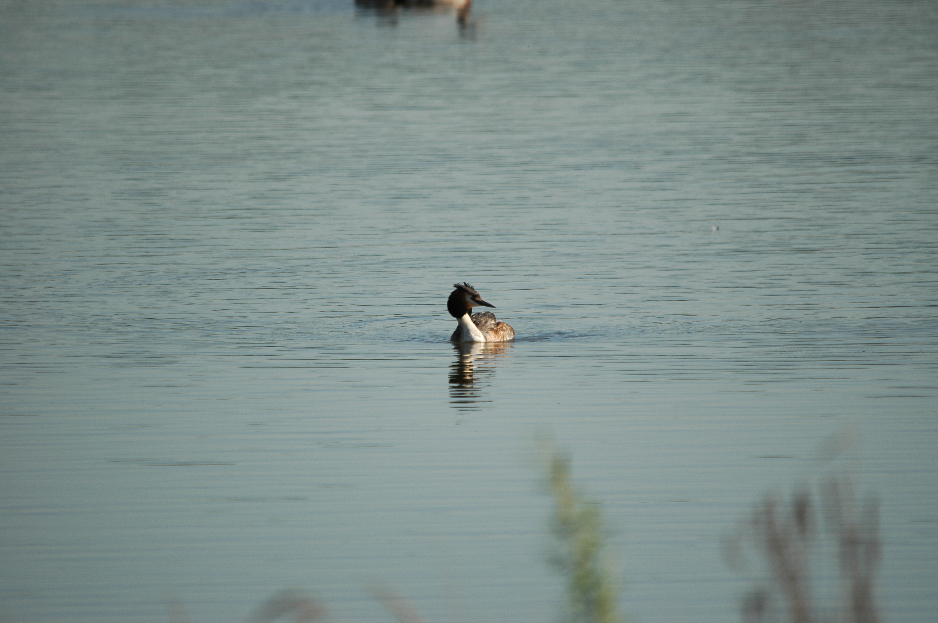 photos/wildlife/Bird_Species/009-Grebes/0096-Great_Crested_Grebe/DSC_5547.JPG