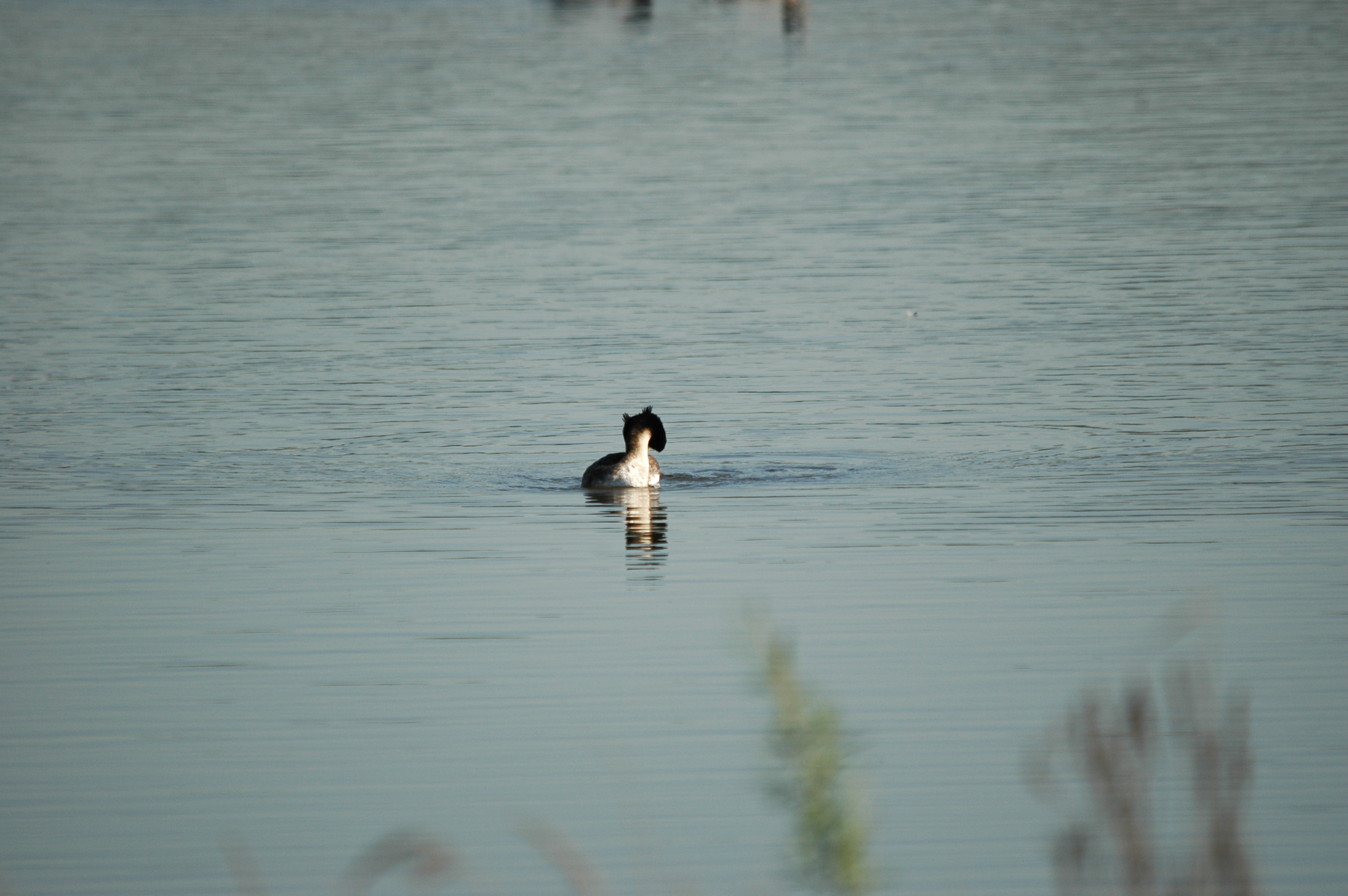 photos/wildlife/Bird_Species/009-Grebes/0096-Great_Crested_Grebe/DSC_5548.JPG