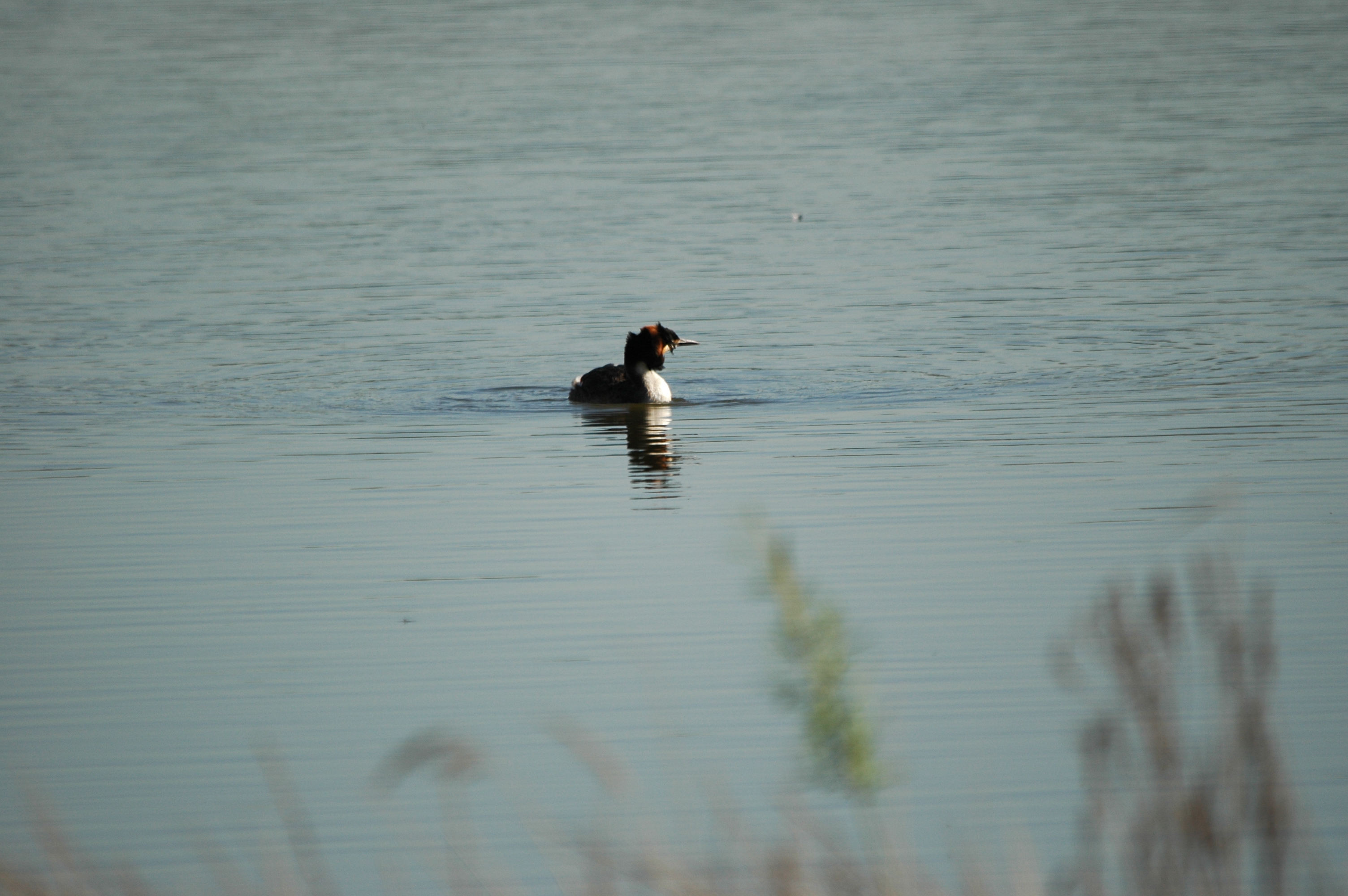 photos/wildlife/Bird_Species/009-Grebes/0096-Great_Crested_Grebe/DSC_5549.JPG