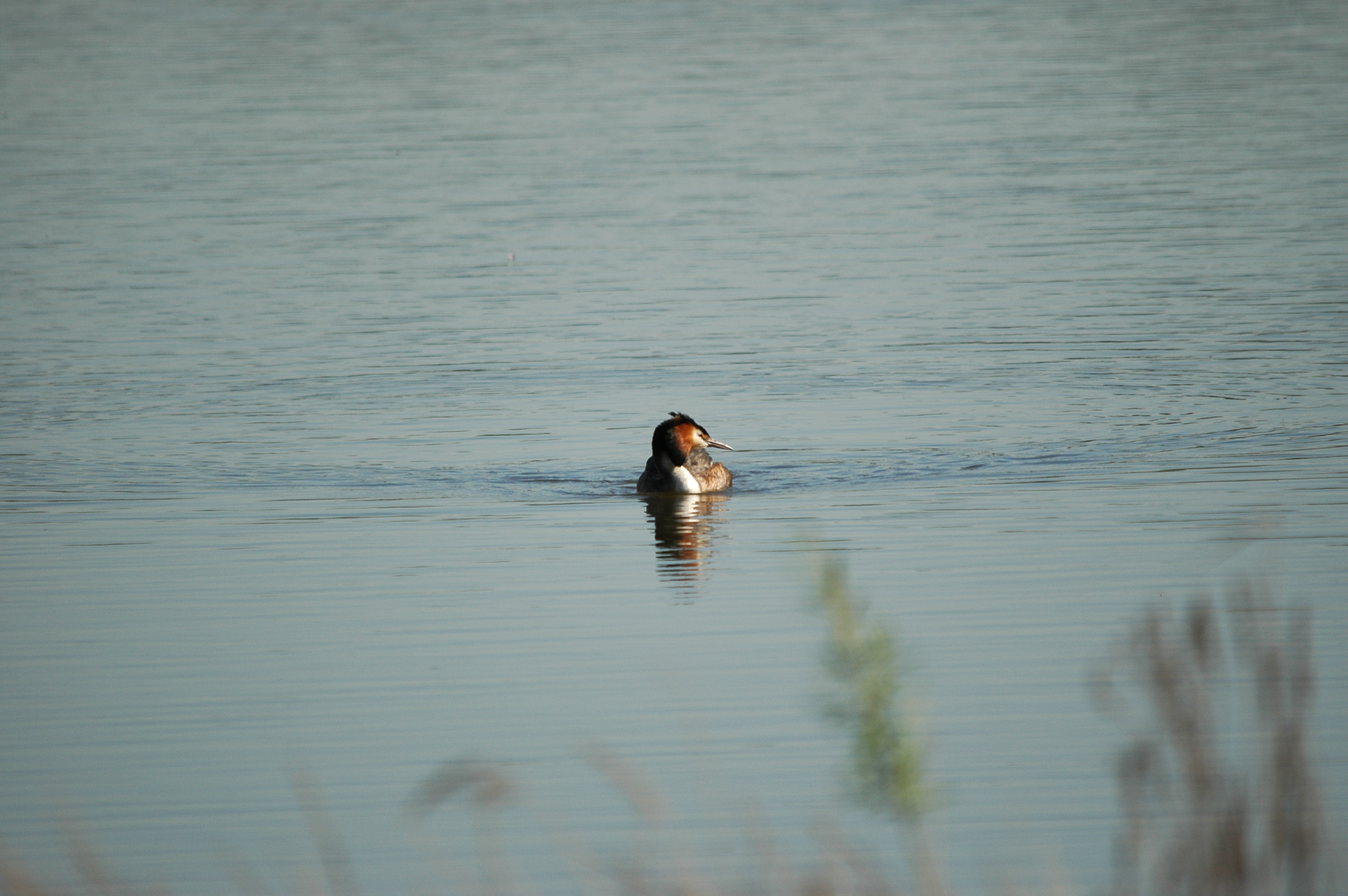 photos/wildlife/Bird_Species/009-Grebes/0096-Great_Crested_Grebe/DSC_5550.JPG