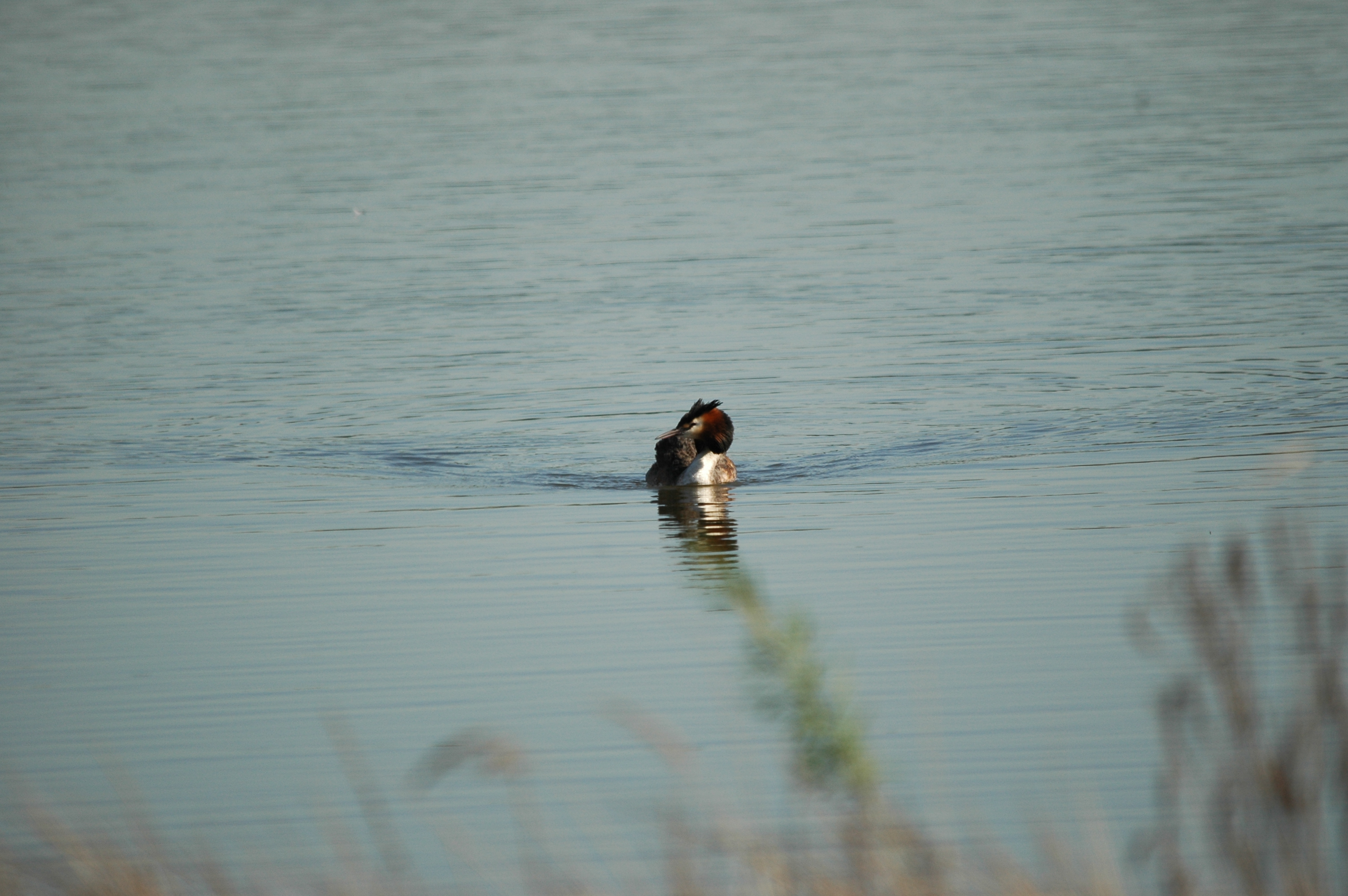 photos/wildlife/Bird_Species/009-Grebes/0096-Great_Crested_Grebe/DSC_5552.JPG