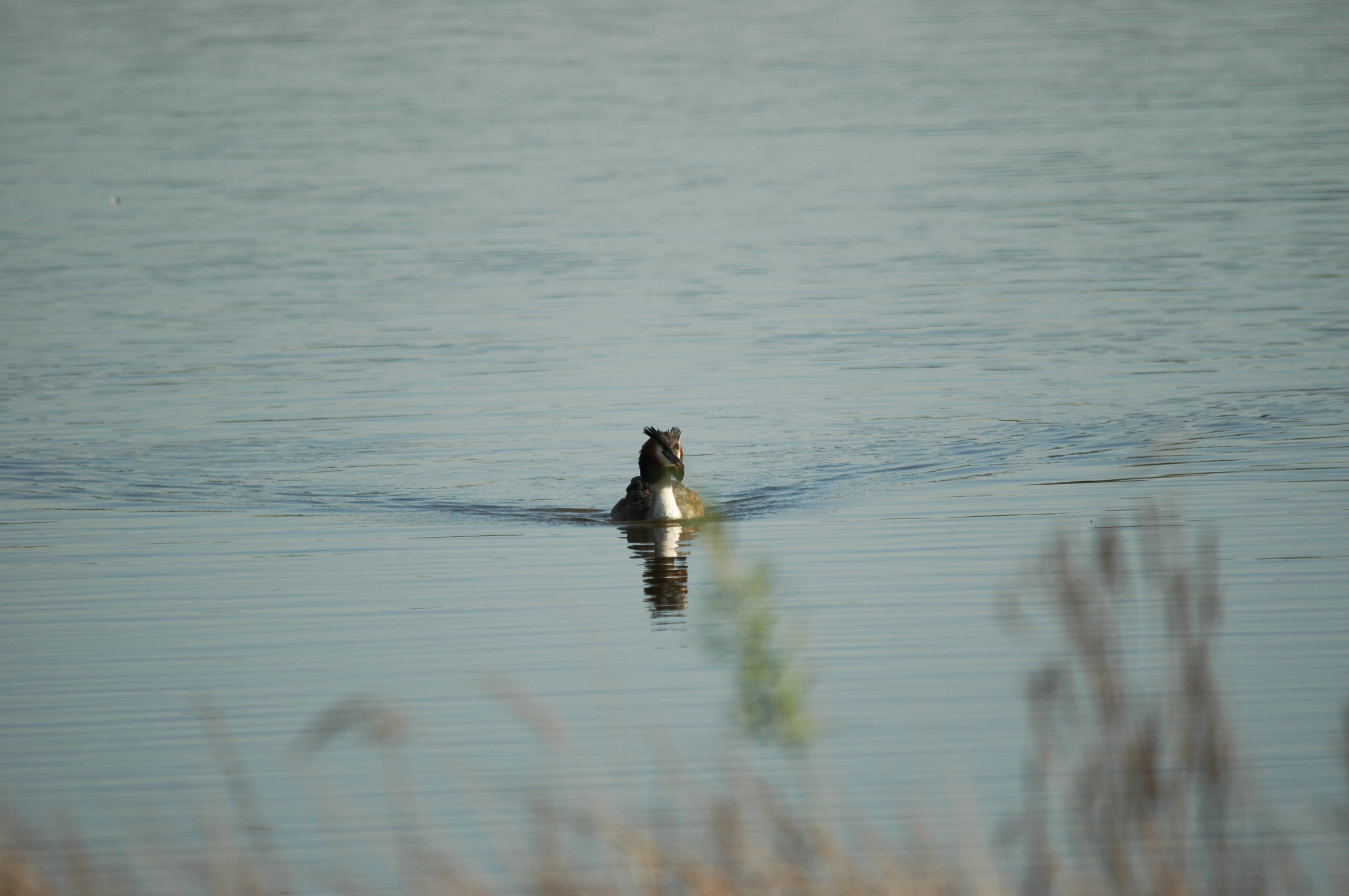 photos/wildlife/Bird_Species/009-Grebes/0096-Great_Crested_Grebe/DSC_5553.JPG